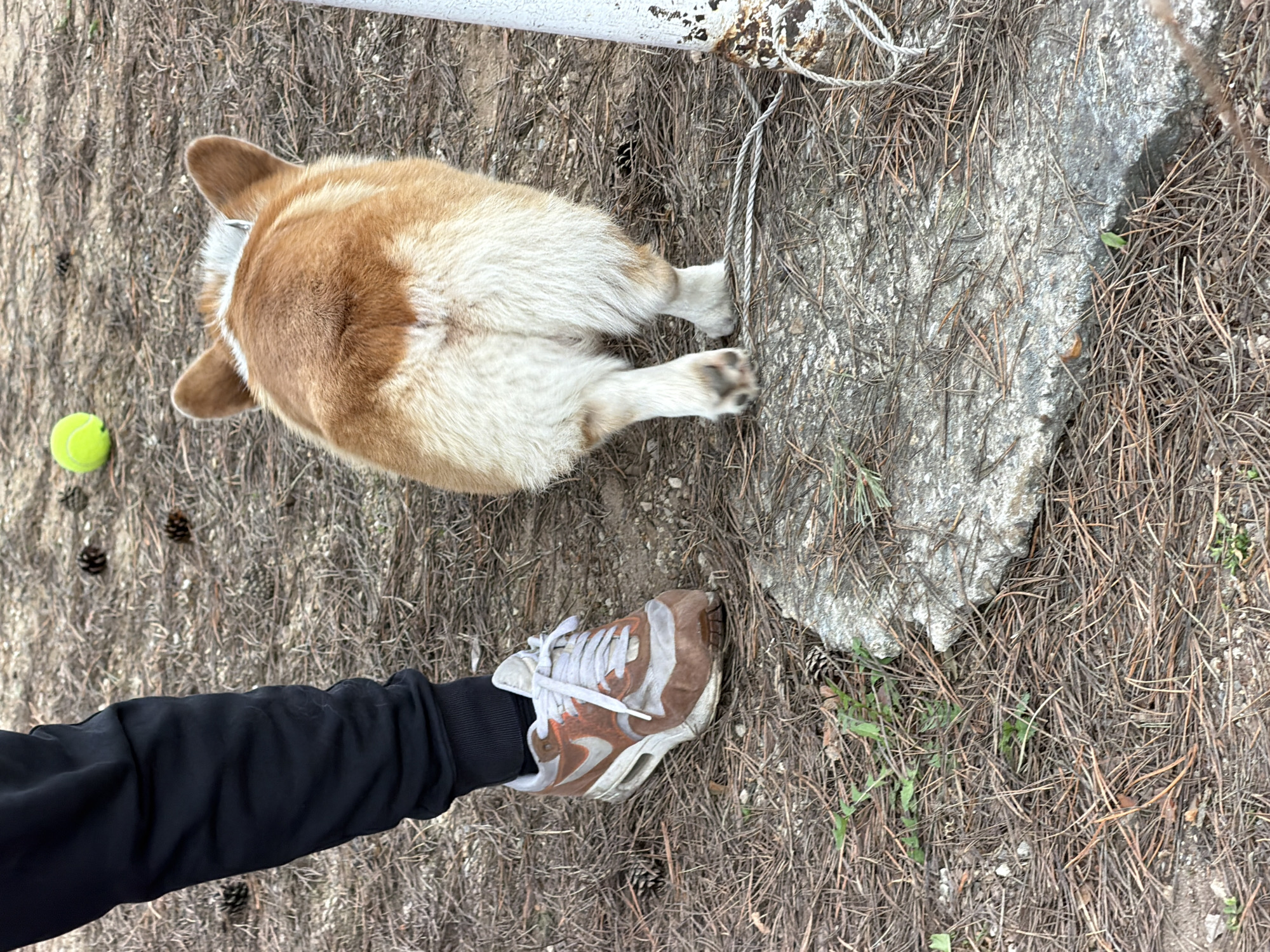 Observed from an elevated perspective, the image depicts a ground-level scene of natural elements, and a partial view of a person and a corgi. The location, Verkhnee Myachkovo, Russia, is assumed based on given information.
The primary subject is a tan and white corgi, observed from the rear, positioned amidst pine needles and loose dirt, near a concrete slab. A tennis ball is positioned to the left of the dog. Adjacent to the dog and concrete slab, a person's leg clad in black sweats is visible, accompanied by a tan-and-white athletic shoe. A white metal post with rope attached sits at the top edge of the image.