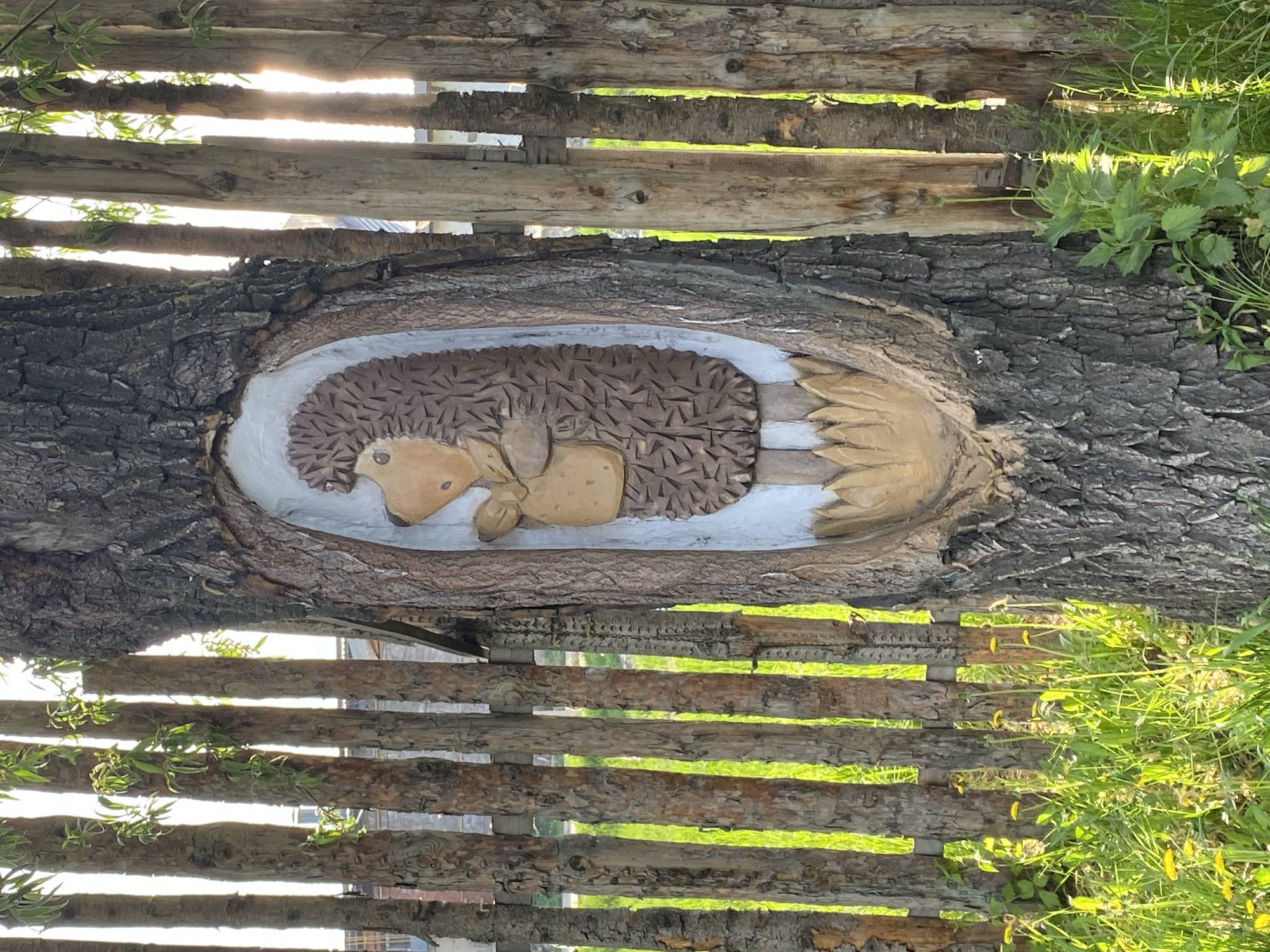 A horizontally oriented image presents a tree trunk sculpture of a hedgehog resting inside a hollowed-out area. The carving is colored in browns and whites. The sculpture appears to be affixed to a wooden fence with gaps between the logs. On either side of the sculpture, there is green foliage growing. The sculpture's appearance and materials suggest an outdoor art installation, possibly in a park or garden setting in Chaikovsky, Russia.