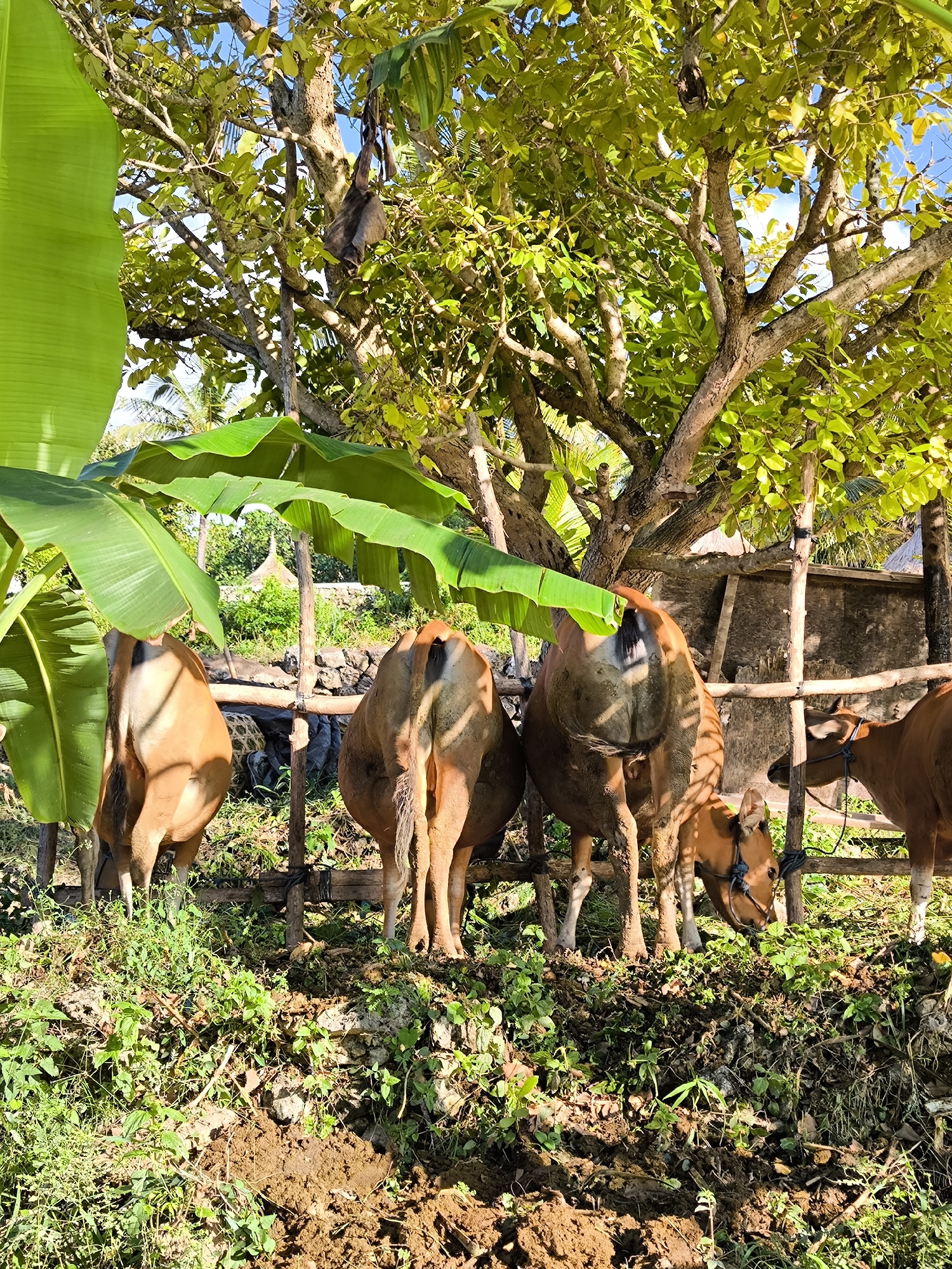 The image depicts a rural scene in Nusa Penida, Indonesia. A small herd of light-brown cattle are enclosed by a rough wooden fence. The cattle are primarily facing away from the viewer, revealing their hindquarters. Lush green vegetation covers the ground, with a patch of exposed dark soil in the foreground. Large banana leaves hang from the left side of the frame, partially obscuring the view. A mature tree with dense green foliage provides shade over the enclosure. In the background, a simple structure with a pointed roof is visible. A bag hangs from a branch of the tree.