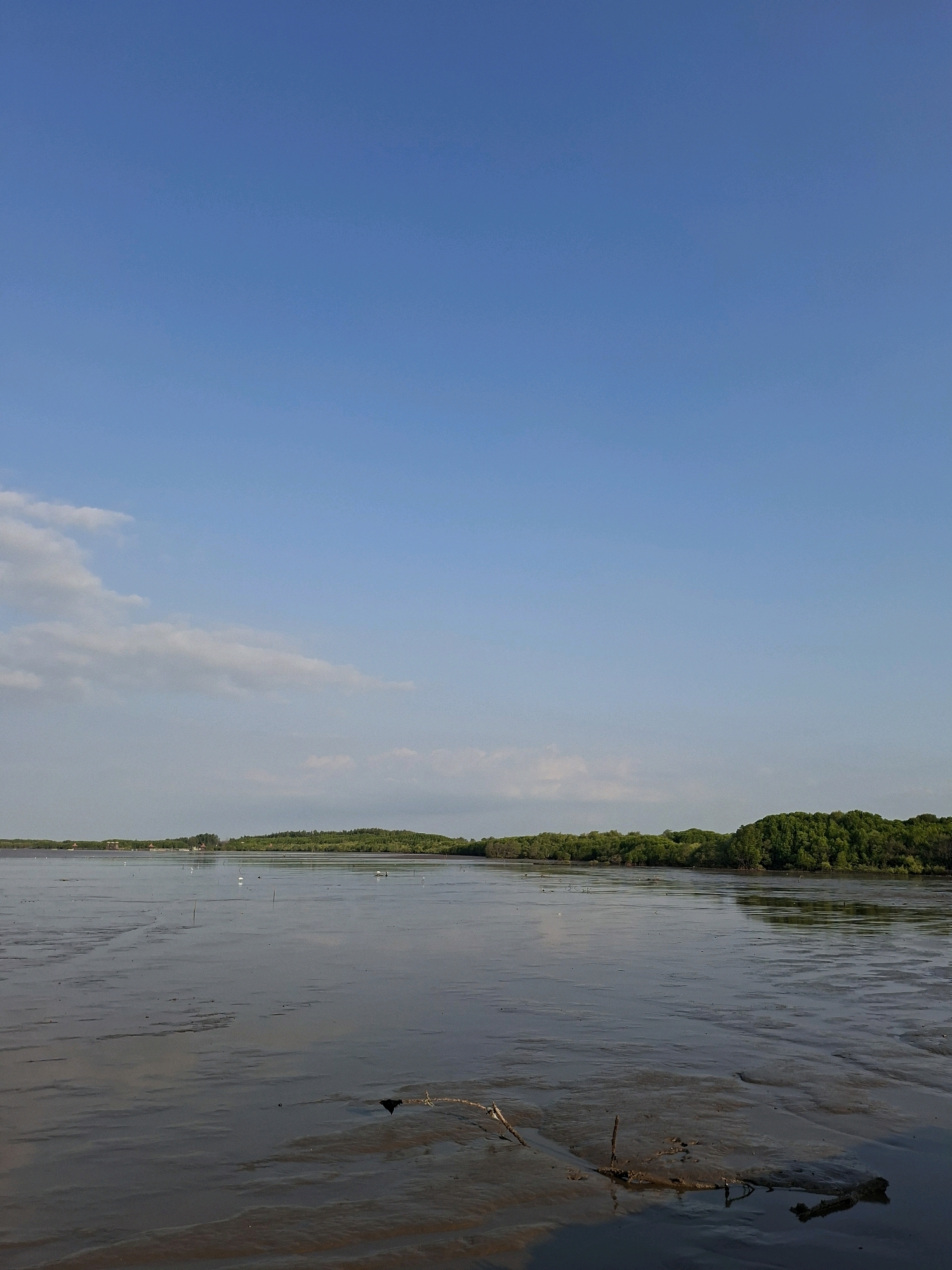 The image depicts a wide, muddy tidal flat with a calm body of water under a clear blue sky with scattered clouds. In the distance, a lush green tree line marks the horizon, with a few small structures visible amongst the trees on the left side. Several white birds are scattered across the tidal flat and in the water, suggesting a coastal or wetland environment. The foreground is dominated by the wet, reflective mud, with some debris and vegetation visible. The scene suggests a natural landscape in Tongas Kulon, Indonesia, likely at low tide, showcasing a serene environment.