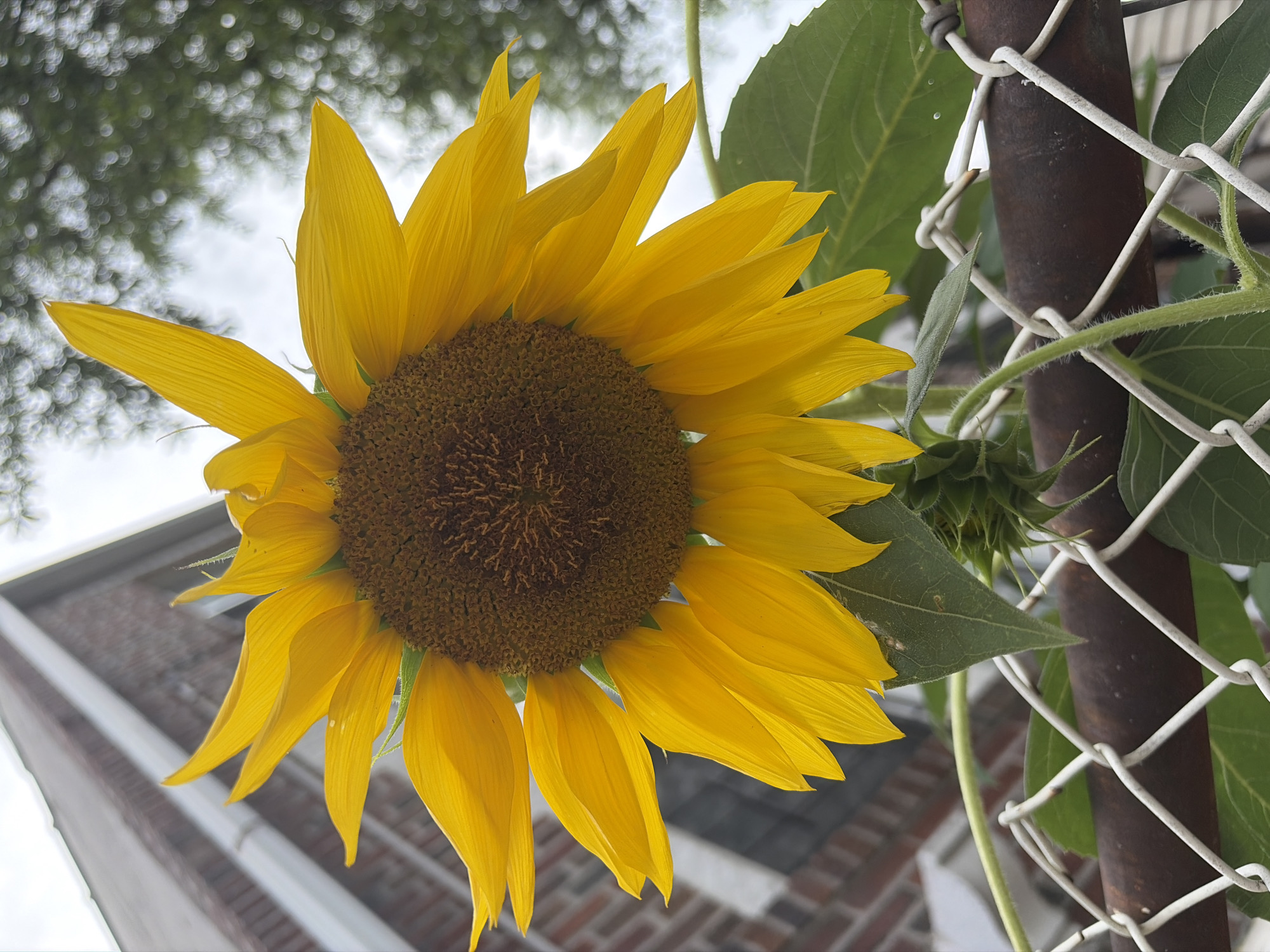 A close-up, low-angle shot captures a vibrant sunflower in full bloom, its bright yellow petals radiating outwards from a dark, textured center. The sunflower is positioned in front of a chain-link fence with a rusty metal bar running horizontally across the middle. Behind the fence and the sunflower, a portion of a brick building is visible, its angular roofline extending upwards towards a cloudy sky. The background also shows blurred green foliage, suggesting a garden or natural setting within an urban environment. The image appears to be taken in New York City, United States of America.