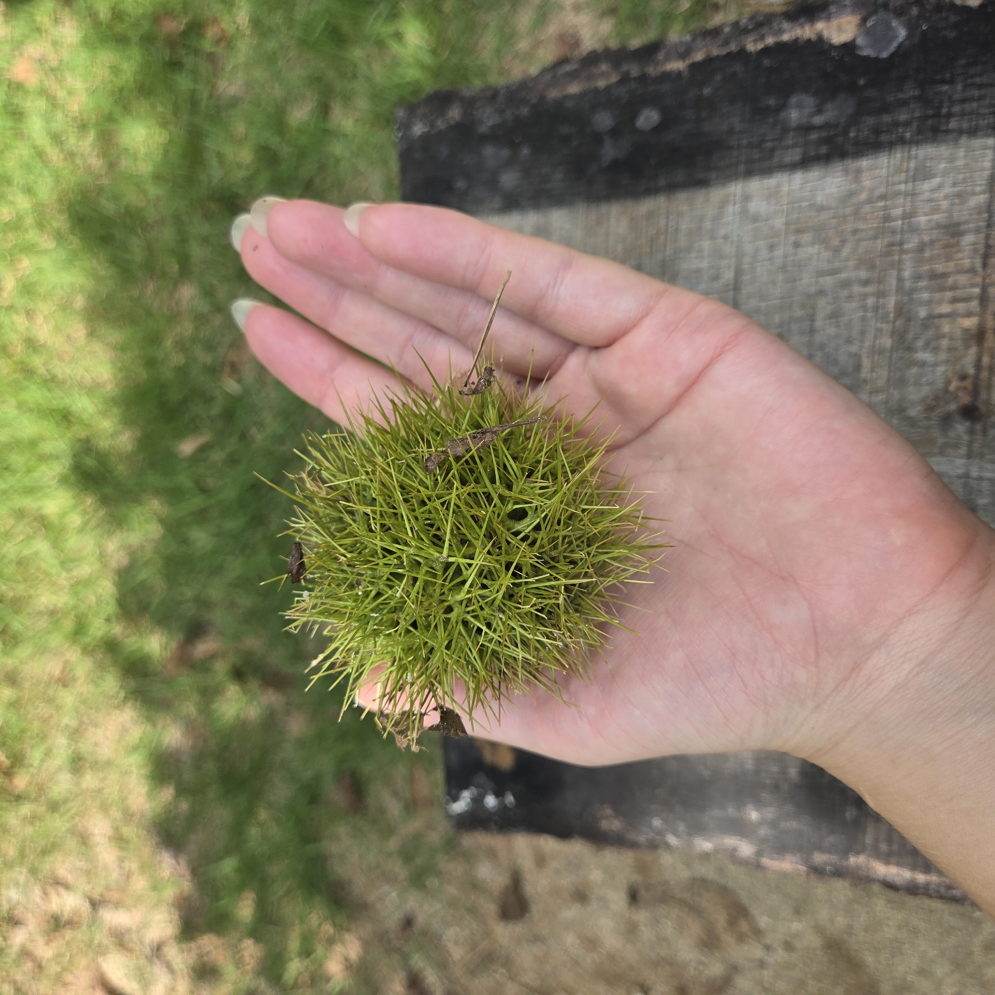 A person's left hand, with manicured fingernails, is held open, palm up, outdoors on a slightly overcast day. The hand is cradling a spiky, spherical object, roughly the size of a golf ball, covered in fine, green, needle-like structures. A few small, dark-brown insects, likely beetles, are perched on the spiky object and its immediate surroundings. The background consists of blurred green grass and dappled sunlight, suggesting a natural setting. The hand and the spiky object are in sharp focus, while the background is out of focus. A rough, dark, wooden surface is visible beneath the hand, with a mottled pattern. The overall scene appears to be a close-up shot taken in Gapcheon-myeon, South Korea, where such natural elements might be found.