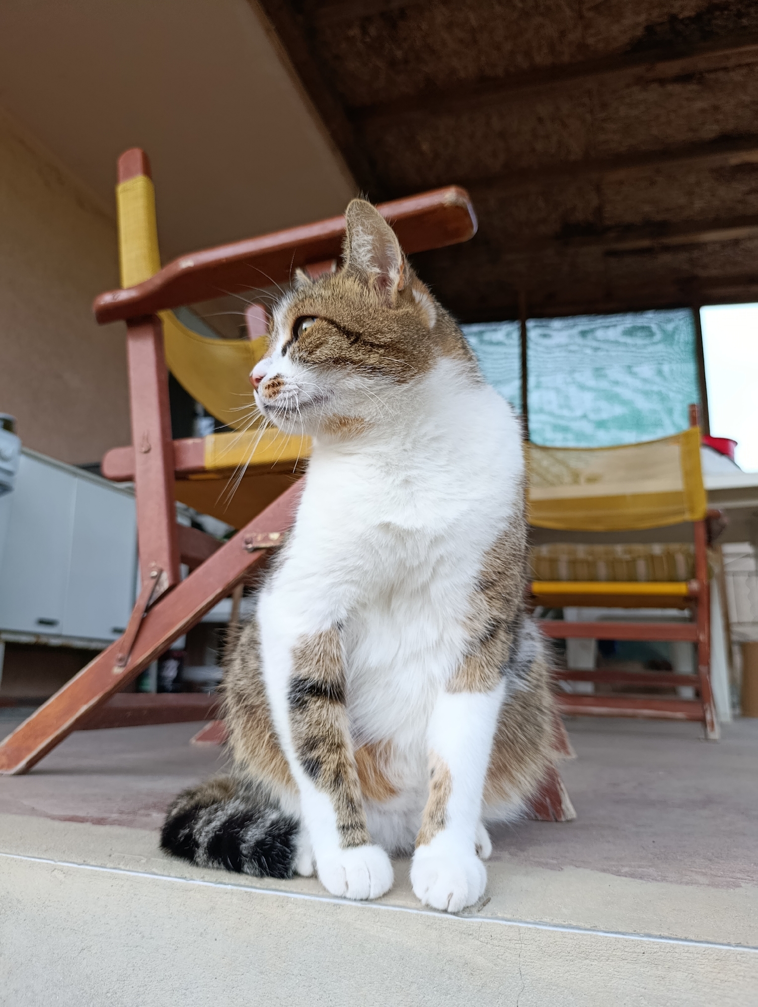 A medium-shot photograph depicts a tabby and white cat sitting upright on a light gray concrete surface. The cat has brown, white, and gray fur with white paws and a dark, ringed tail. The cat's gaze is directed to the left. Behind the cat are two wooden chairs, one with a yellow fabric seat and back. The background features a partially visible screened-in area and other outdoor furniture. The location is Generalovo, Bulgaria.
