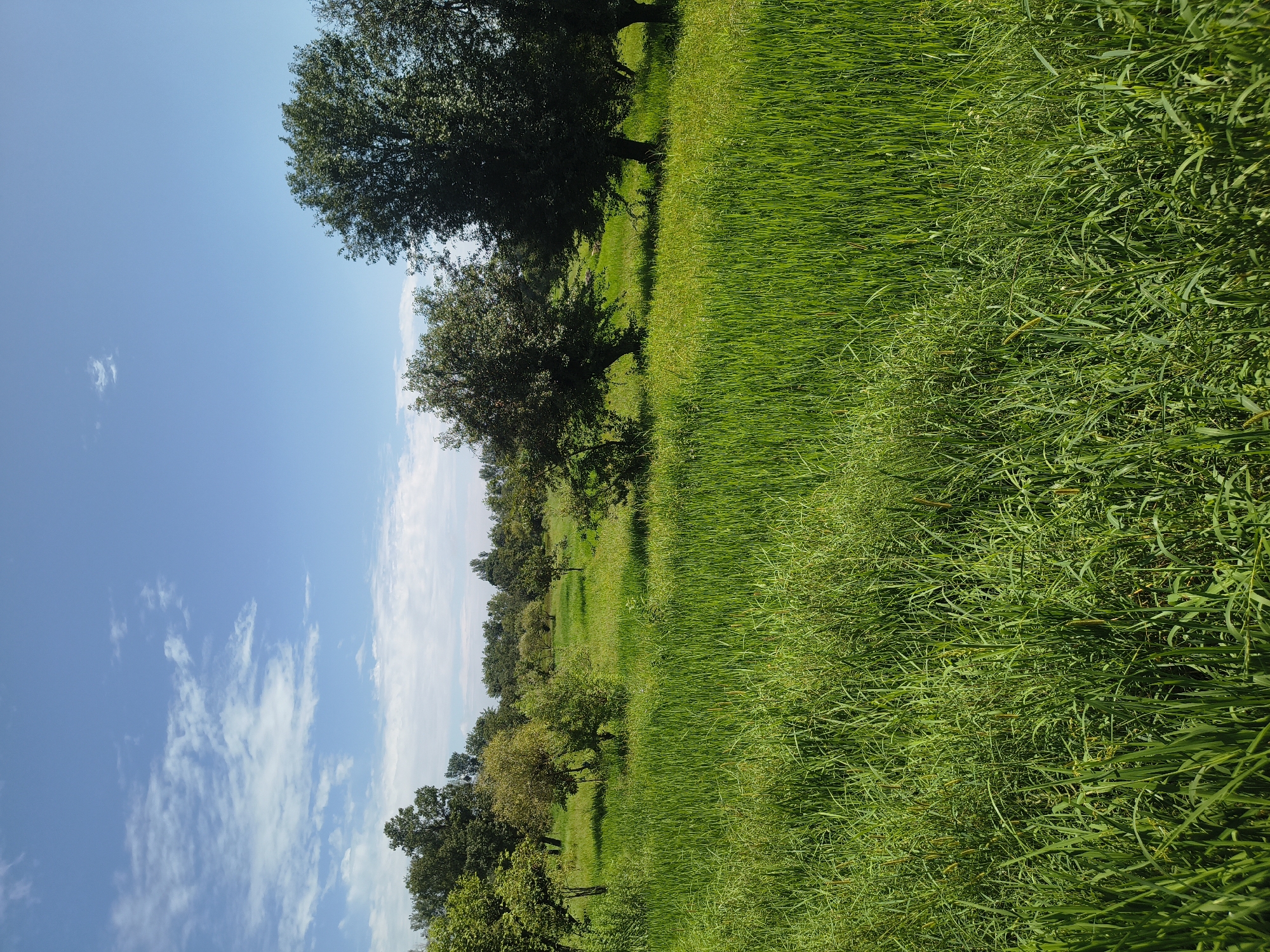 The image depicts a lush green landscape under a clear blue sky with scattered white clouds. In the foreground, tall, vibrant green grass dominates the scene. Beyond the grass, a scattered arrangement of trees with dense green foliage occupies the middle ground. Some of these trees appear to be taller and more mature, while others are smaller and younger. The background shows a distant line of trees, suggesting a wooded area or more trees in the distance. The overall impression is one of a serene, natural environment, likely a rural or park-like setting. The image does not contain any people or any indication of human activity, nor does it provide any specific details that would definitively place it in Kandi, India.