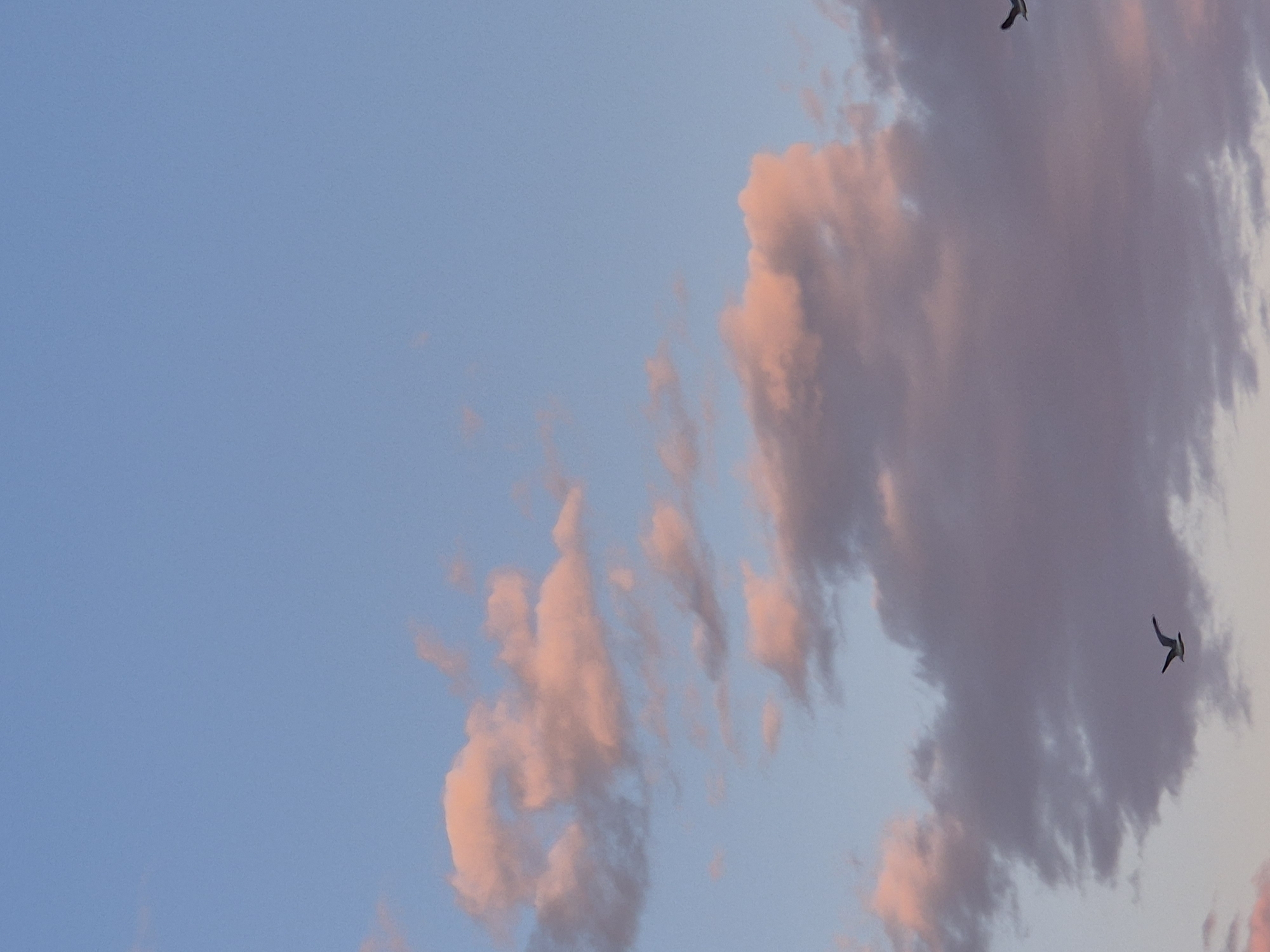 The image depicts a sky with pink-tinged clouds. Two birds are visible, one in the upper right and one in the lower right of the frame. The sky is blue in areas not covered by clouds. The location is not discernible from the image, so it is impossible to confirm the city of Varna, Bulgaria.