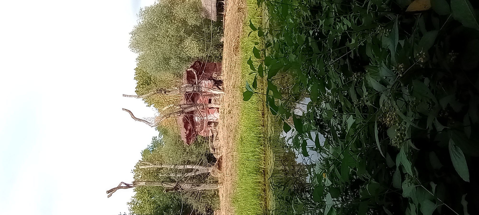 This image depicts an outdoor enclosure, likely at a zoo or wildlife park, in Gelsenkirchen, Germany. The scene features a man-made structure resembling a red, rocky den or shelter, with netting incorporated into its design. Several tall, bare wooden posts with ropes and cables strung between them suggest an environment for arboreal animals, possibly primates, to climb and swing. The ground is covered in dry grass and dirt, with a patch of tall green reeds bordering a body of water in the foreground. Lush green foliage dominates the lower part of the frame, obscuring the water's edge. In the mid-ground, a single dark figure, appearing to be a chimpanzee, stands near the red structure. The background consists of dense green trees. The sky above is bright and overcast.