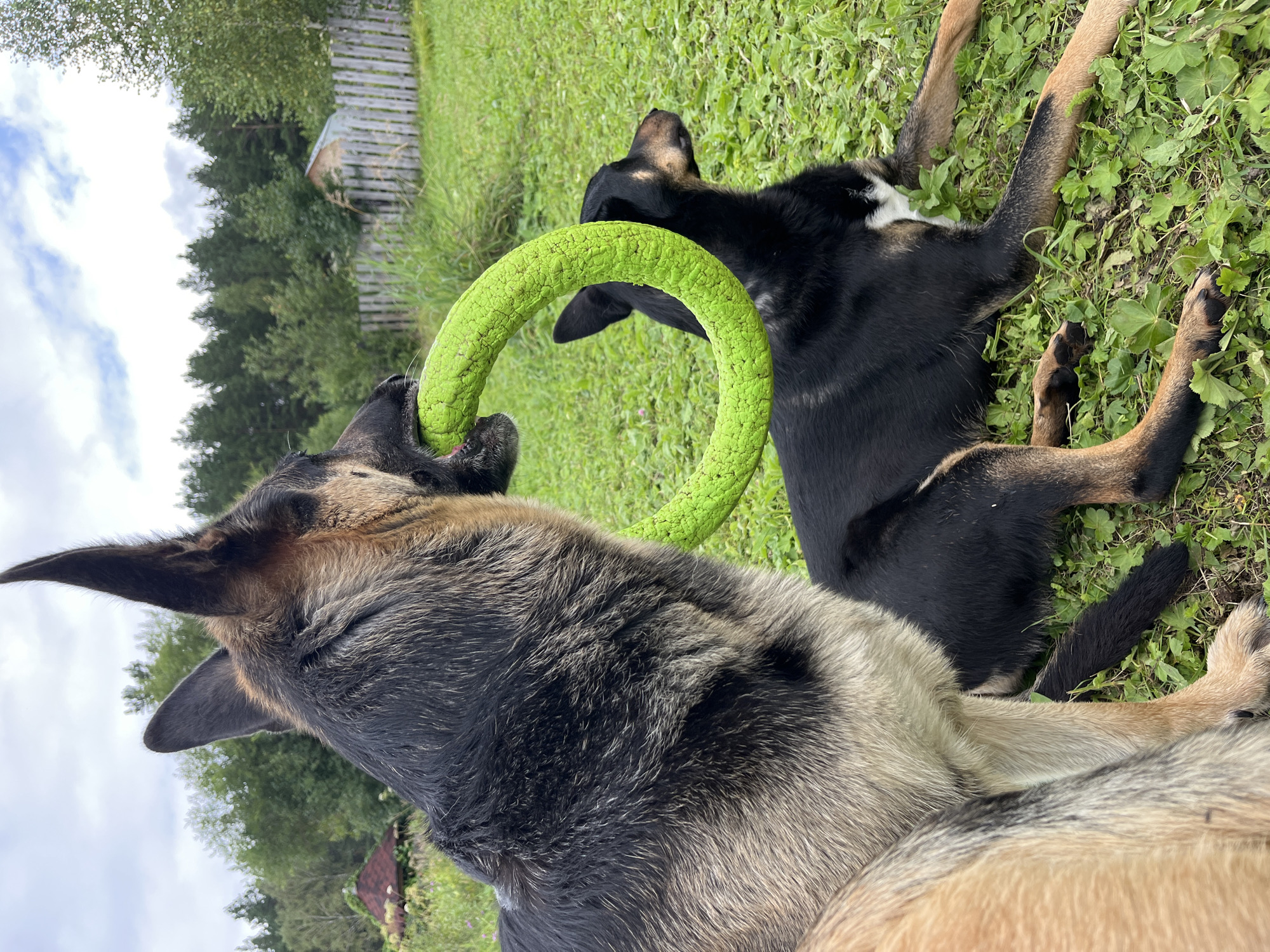 In an outdoor, grassy setting, two dogs are present. The dog in the foreground is a German Shepherd, standing and holding a bright green, circular toy in its mouth. To the right and slightly behind, a black and tan dog is lying down, facing to the right. The background features a wooden fence, trees, and a cloudy sky. The location is identified as Nizhny Tagil, Russia.