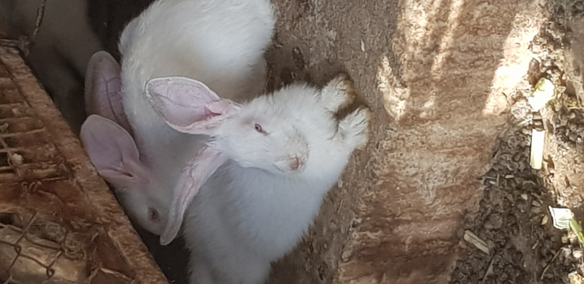 Two white rabbits are in a shallow enclosure. The rabbit in the foreground is facing the camera with its head slightly to the right, and its eyes are open and red. The rabbit behind it is also facing forward, with its head turned to the left. The enclosure appears to be made of rough-hewn wood and wire mesh, with a dirt floor littered with debris. The lighting suggests it is daytime, with some sunlight filtering into the enclosure.