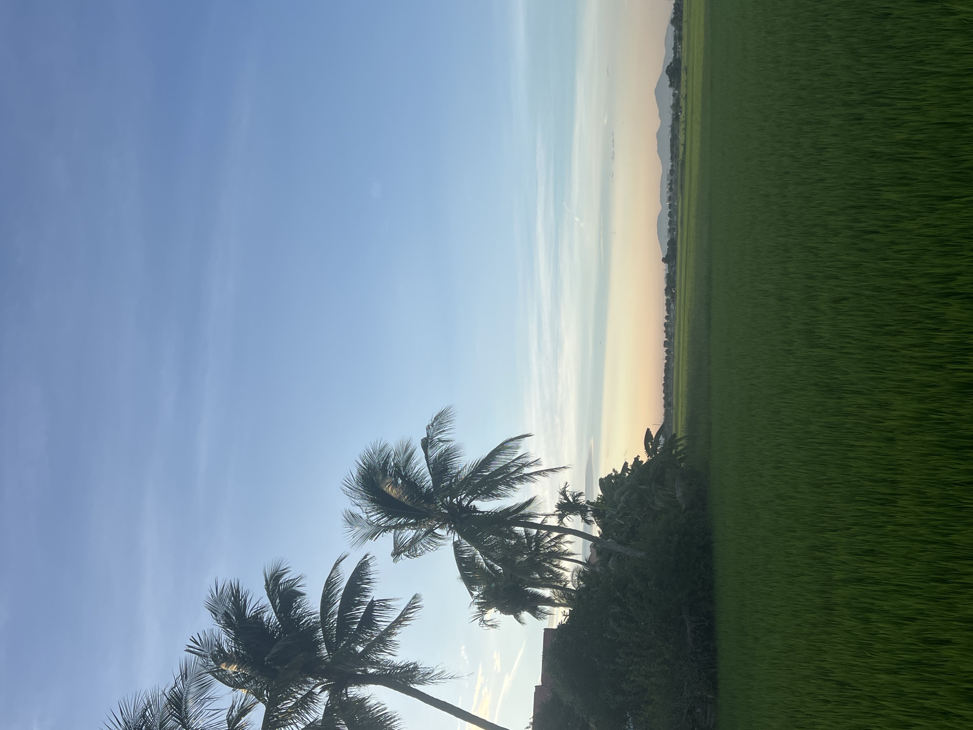 The image depicts a serene rural landscape at dusk in the vicinity of Hoi An, Vietnam. In the foreground, a vast expanse of lush, green rice paddies stretches towards the horizon. The rice stalks are densely packed, creating a textured surface.
To the left of the frame, a cluster of tall palm trees stands silhouetted against the sky. Their fronds are spread out, some swaying gently, suggesting a light breeze. Behind the palm trees, there is a hint of vegetation and what appears to be a roofline of a building, possibly a traditional Vietnamese house.
The sky above transitions from a bright, clear blue at the top to softer hues of pale yellow and orange near the horizon, indicating the setting sun. Faint, wispy clouds are scattered across the sky. In the far distance, a range of low mountains can be seen, softly outlined against the fading light. The overall impression is one of tranquility and natural beauty, characteristic of the countryside surrounding Hoi An. There are no people or animals visible in the image. The scene is static and peaceful.