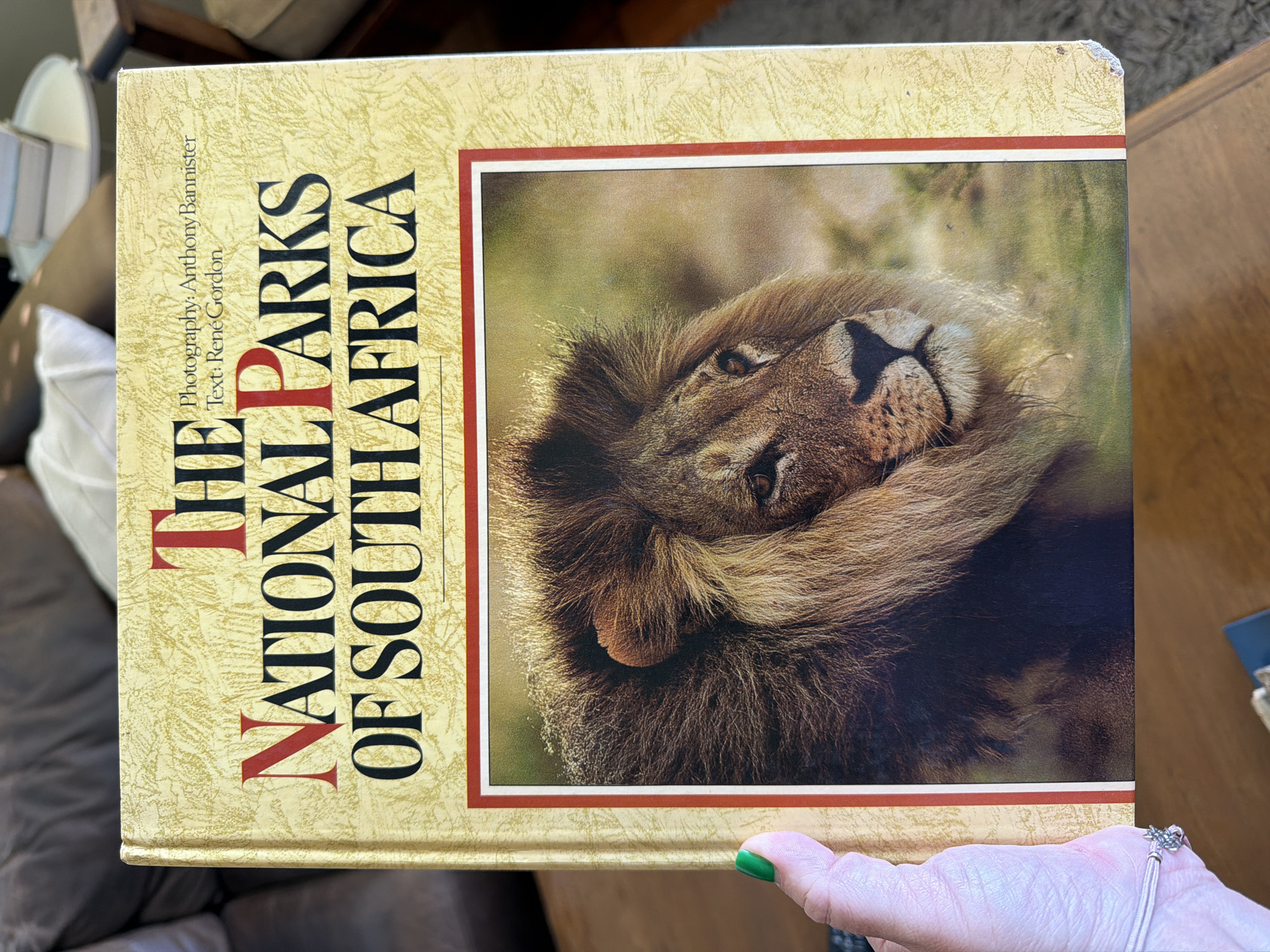 A hardcover book titled "The National Parks of South Africa" is being held. The cover features a close-up photograph of a male lion's face, framed with a red border. The book has a textured, tan-colored background with the title printed in black and red. The photography is credited to Anthony Bannister, and the text to Rene Gordon. The person holding the book has pale skin and a green-painted fingernail is visible. The book appears to be sitting on a dark brown wooden table. Parts of a brown leather sofa and other furniture are visible in the blurred background. There is no indication of a specific location in Cape Town, South Africa.
