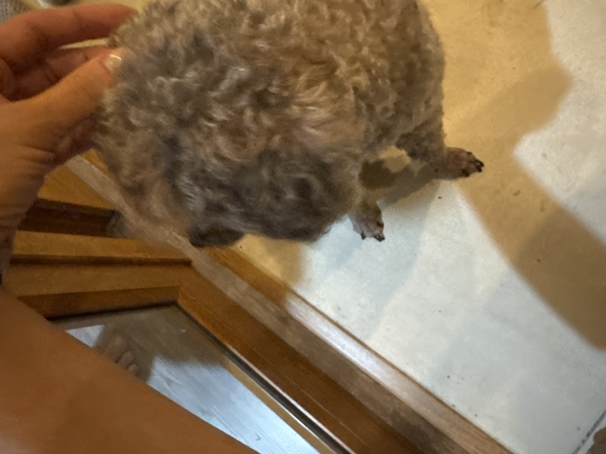A gray poodle is being held by a person's left hand near a wooden-framed window or door. The setting appears to be indoors with a light-colored floor. The location is not specified, so Hà Giang 1 Ward, Vietnam cannot be ascertained from the given information.