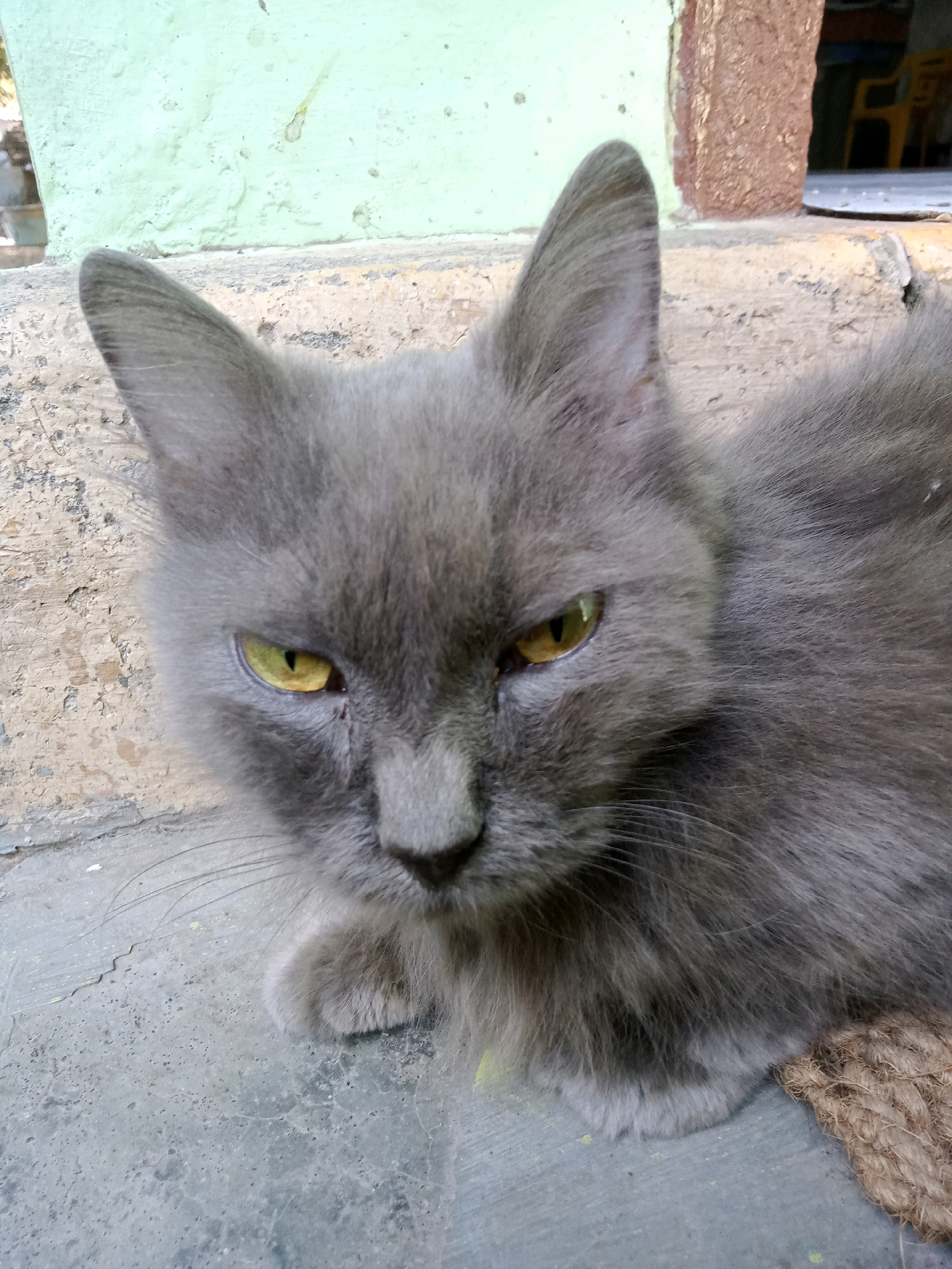A close-up shot captures a fluffy, grey cat with striking yellow eyes resting on a concrete surface. The cat's gaze is directed forward, with its ears perked up. Behind the cat, a light green wall is visible, with a weathered texture. The floor appears to be made of concrete, with some visible cracks and stains. The scene is captured outdoors, likely in a residential or public area within the city of Cirebon, Indonesia.