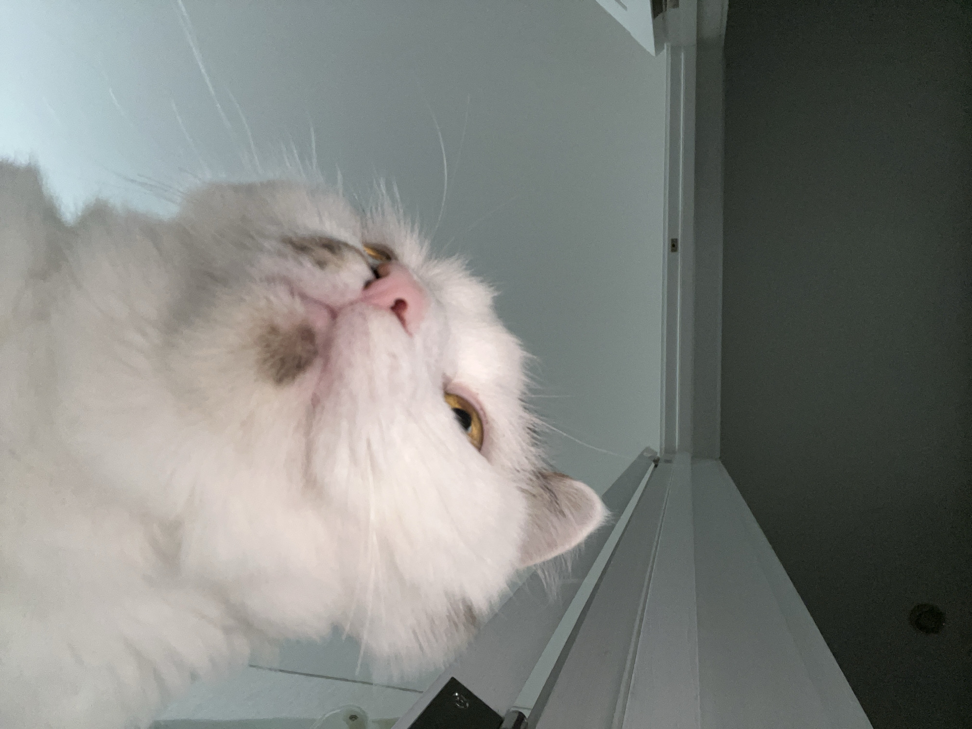 A close-up, low-angle shot shows the face of a white cat with some brown markings on its head and nose, peering down at the camera. The cat has yellow eyes, a pink nose, and its mouth is slightly open revealing some teeth. Its fur is fluffy and soft. The background is a plain, light blue wall. The image is taken from a high vantage point, looking down at the cat, creating a sense of the cat being on a higher level.