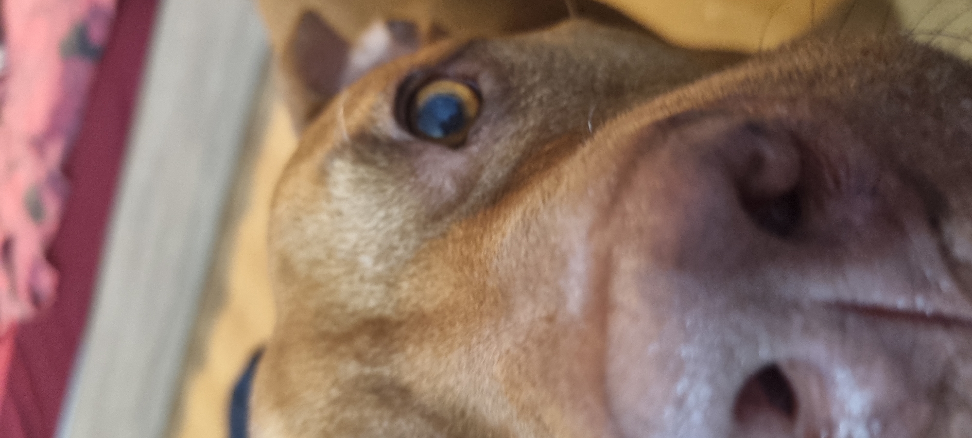 The image is a close-up, head-on shot of a dog's face. The dog's nose, muzzle, and one eye are prominently featured. The fur is a light brown or tan color. The eye is a light brown or amber color. The background is blurred and appears to be a blanket or fabric with hints of pink and red. The lighting is soft. The location is not discernible from the image.