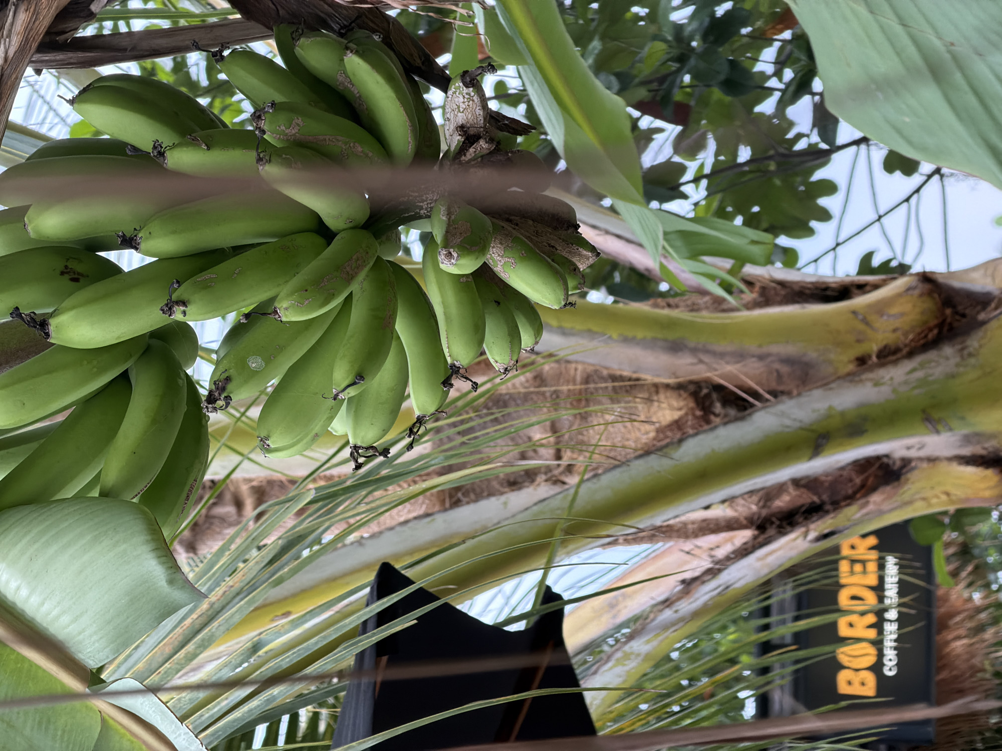 A bunch of green, unripe bananas hangs from a tree trunk. The bananas are clustered together on a thick stem. In the background, a sign reads "BORDER COFFEE & EATERY" in orange lettering against a dark background. Palm fronds and other greenery surround the bananas and the sign, suggesting an outdoor, tropical environment. The lighting appears to be natural daylight, casting soft shadows.