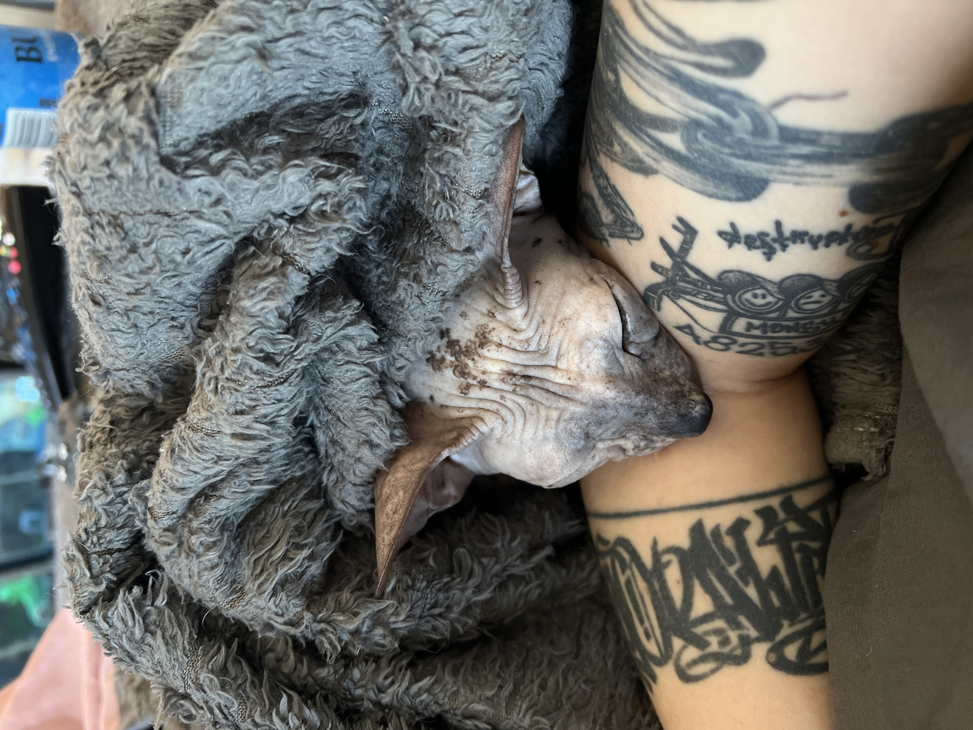 A hairless cat, identified as a Sphynx, is depicted resting on a human arm, partially covered by a thick, grey, textured blanket. The cat's head is visible, with closed eyes, wrinkled skin, and prominent ears, exhibiting light brown and grey pigmentation with darker speckles. The human arm, supporting the cat, is extensively tattooed with black ink, featuring bold, angular script on the upper left section and various abstract and numerical designs, including "828," on the right side. The immediate background is out of focus but suggests an indoor setting, with a blue container and other indistinct objects visible in the upper right quadrant. The scene portrays a domestic animal in close, quiescent contact with a human. This event occurred in Khimki, Russia.