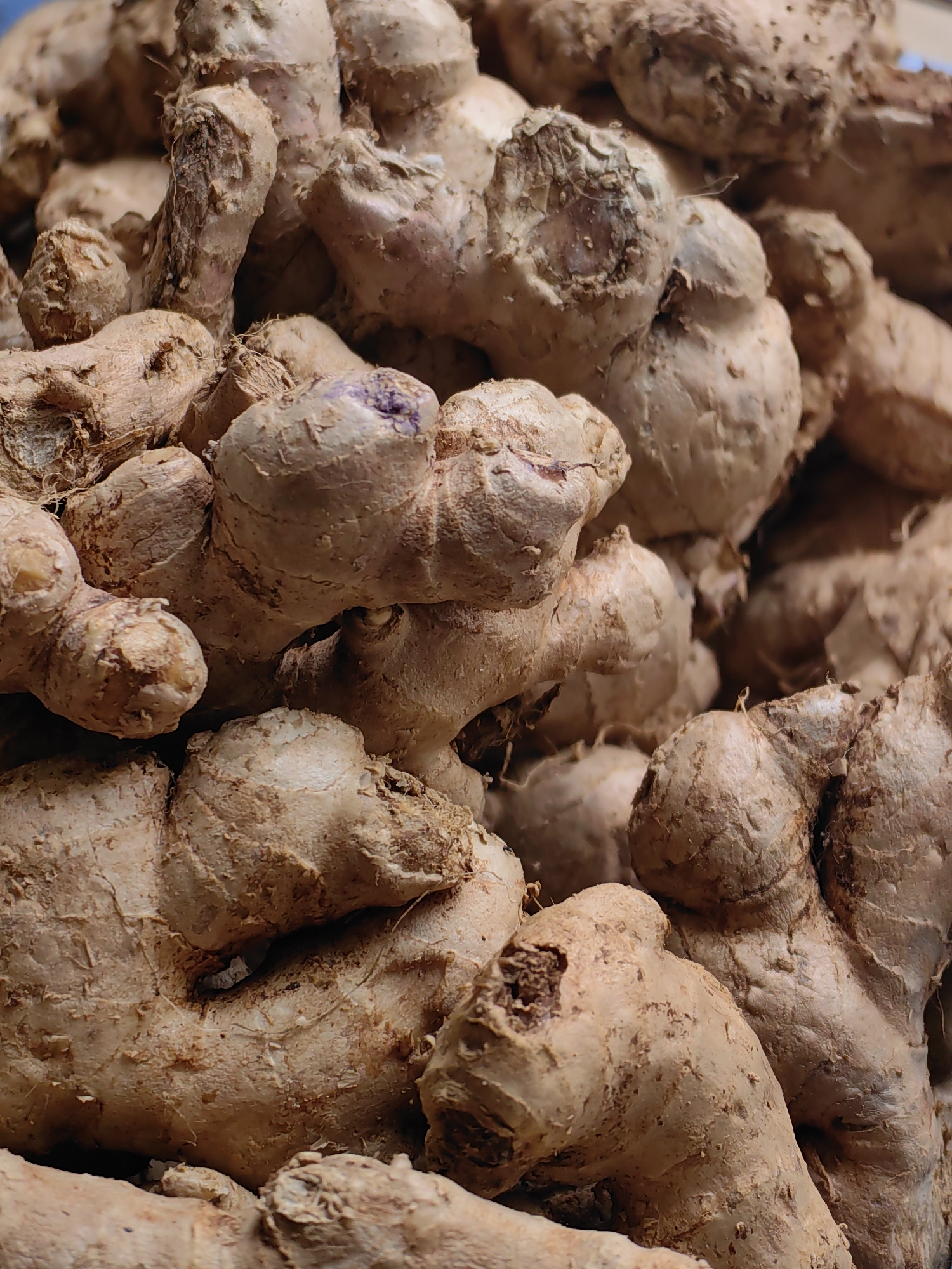 The image is a close-up, overhead view of a pile of fresh ginger roots. The ginger is light brown with some darker, rougher patches and occasional small nodes or protrusions. Some pieces have a purplish hue visible on their surface. The texture appears somewhat fibrous and earthy, with visible dirt or soil clinging to the roots. The ginger is densely packed, filling the frame, and there are no people or other discernible objects in the scene. The lighting is neutral, highlighting the natural color and texture of the ginger. This image was captured in Vashisht, India, where fresh produce markets are common.