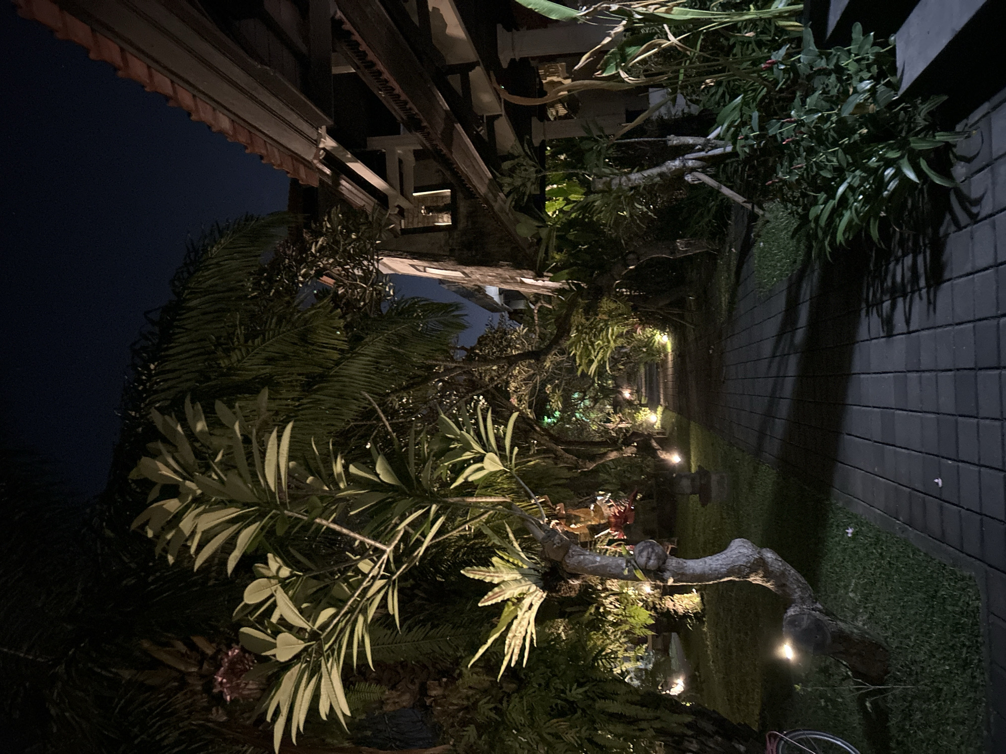 The image depicts an outdoor scene at night, likely in a tropical location such as Denpasar, Indonesia. The foreground is dominated by lush, dense vegetation, including palm fronds and other leafy plants, casting shadows on the ground. A weathered, gnarled tree branch, illuminated by a soft light, cuts across the frame, giving the scene a somewhat ethereal or enchanted feel.
The background reveals a pathway paved with dark gray rectangular bricks, bordered by a manicured green lawn. Further back, the scene opens up to reveal an area with more trees and foliage, dotted with warm, ambient lights that create a festive or inviting atmosphere. Overhead, a wooden structure with exposed beams and a tiled roof is visible, suggesting a patio, pergola, or part of a building. The night sky is a deep, dark blue, indicating that it is nighttime, and no discernible weather conditions are apparent.
There are no people or text visible in the image. The overall mood is tranquil and serene, with a touch of mystery due to the low light conditions and the interplay of shadows and illuminated areas. The natural elements combined with the subtle lighting suggest a garden, courtyard, or outdoor seating area designed for evening relaxation or gatherings.