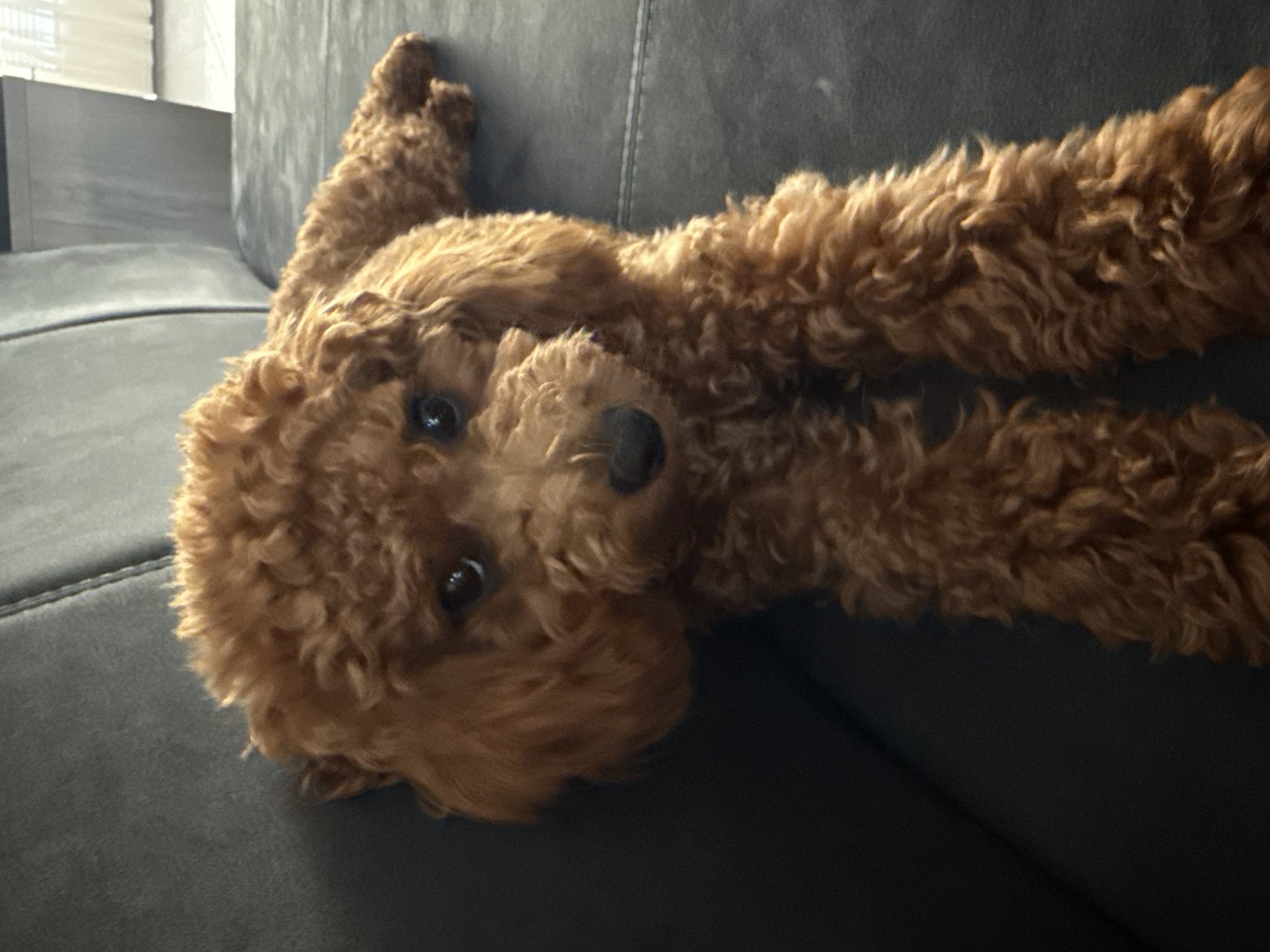 A small, light brown poodle is lying on a dark grey couch. The dog is facing the camera with its head slightly tilted. Its fur is curly and appears to be well-groomed. The couch has visible stitching lines. The background is blurred, but suggests an indoor setting with a window and sheer curtains. The image was taken in Marum, Netherlands.