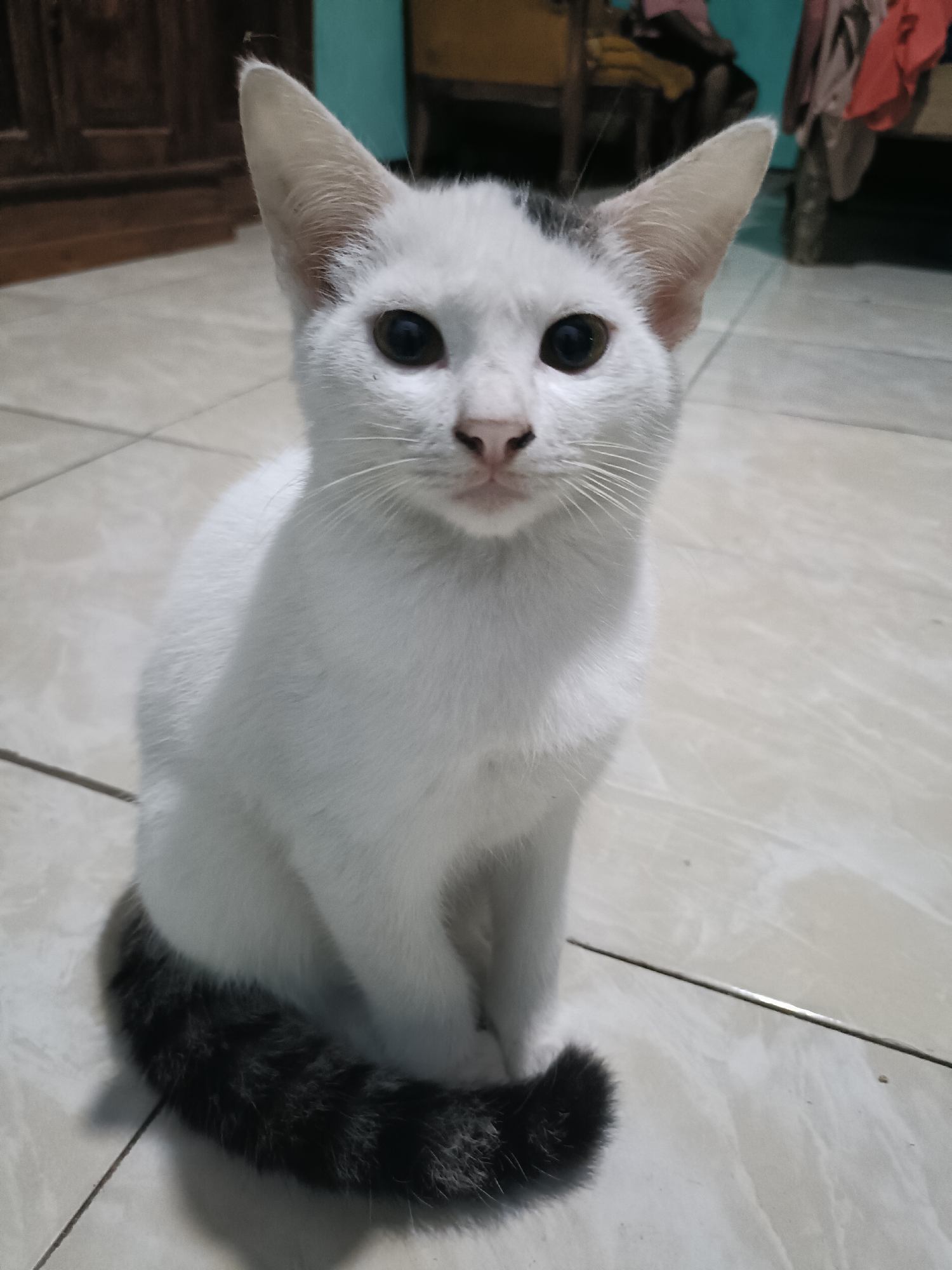 A white cat with dark gray markings on its tail and head is sitting on a tiled floor. The cat is facing the camera, with its ears perked up and its eyes wide open. The background is slightly blurred, but it appears to be an indoor setting with furniture and a wall visible. The floor tiles are light-colored and laid out in a grid pattern. The lighting suggests it might be daytime, possibly indoors. The image was taken in Cabean, Indonesia.