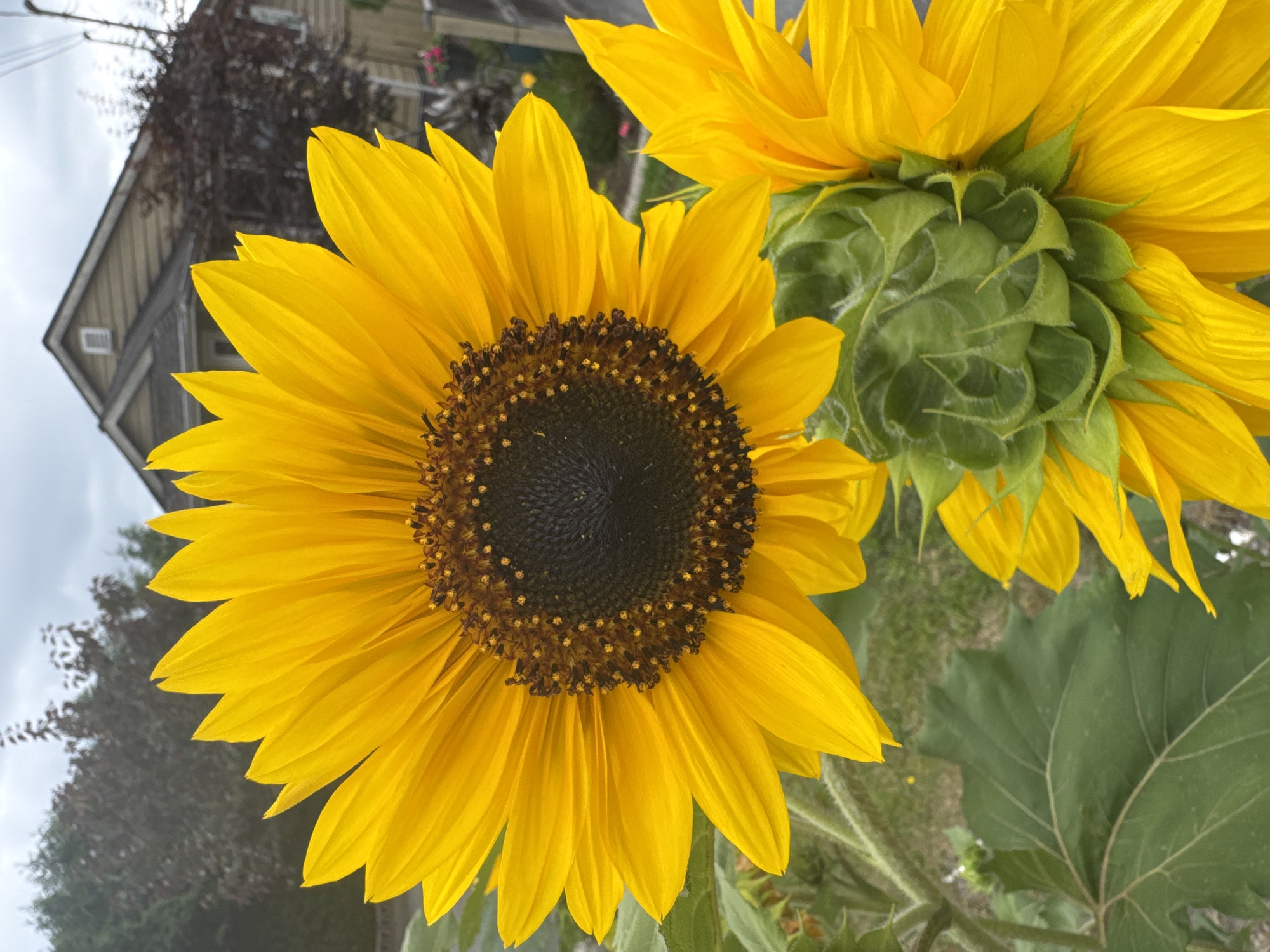 Two sunflowers are in focus, with the larger one in the foreground on the left and a smaller one on the right. The larger sunflower has bright yellow petals and a dark brown center with visible seeds. Its stem and large green leaves are also visible. The smaller sunflower, located to the lower right, is partially closed and shows its green sepals and some yellow petals. In the background, a residential house with beige siding and a dark roof is visible. Trees with dark foliage are behind the house, and a cloudy sky looms overhead. The scene appears to be a residential backyard in the city of Surrey, Canada.