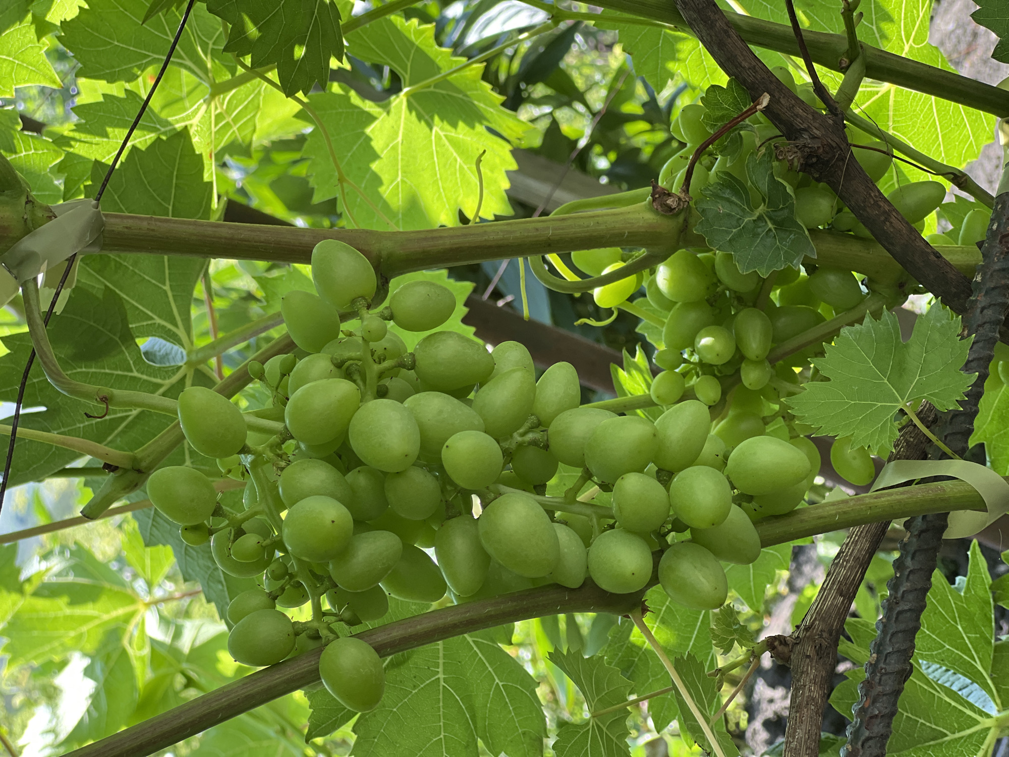 This is a close-up, eye-level, outdoor photograph of a bunch of green grapes hanging from a vine. The grapes are small, round, and clustered together. They are a bright green color and appear to be unripe. The vine has several thick, woody stems and large, green leaves. The background is blurred, but appears to be a garden or vineyard with other plants and greenery. The lighting suggests it is daytime, with sunlight filtering through the leaves. The image is sharp and in focus on the grapes and vine.