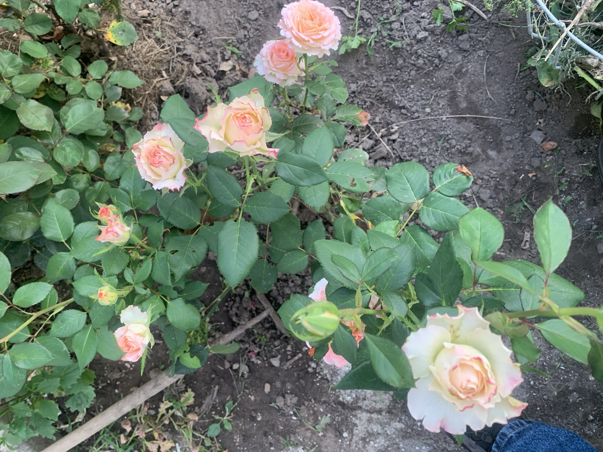 The image depicts a rose bush with several blooming flowers and a bud. The roses are predominantly a pale pink and cream color with hints of darker pink on the petal edges. The leaves are a vibrant green, and the bush is growing in dark soil. To the left, a portion of blue denim jeans and dark footwear is visible, suggesting a person is present, though only their lower extremities are in frame. A wooden handle of a garden tool is also partially visible on the left side of the image. The background consists of more greenery and disturbed soil. The scene appears to be an outdoor garden setting.