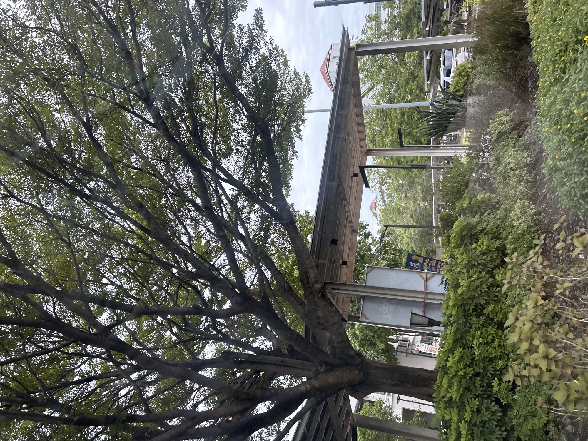A street-level view shows a large tree with dense green foliage dominating the upper half of the frame, its branches extending over a covered outdoor structure. The structure appears to be a walkway or seating area, supported by metal posts and featuring a slatted wooden roof. Beneath the tree and structure, a manicured garden bed is filled with lush green shrubs and plants. In the background, a white car is parked under a similar covered structure, and other buildings and trees are visible, suggesting an urban or semi-urban setting. The sky is overcast with a light gray hue. A sign with Thai script is attached to a pole within the garden.