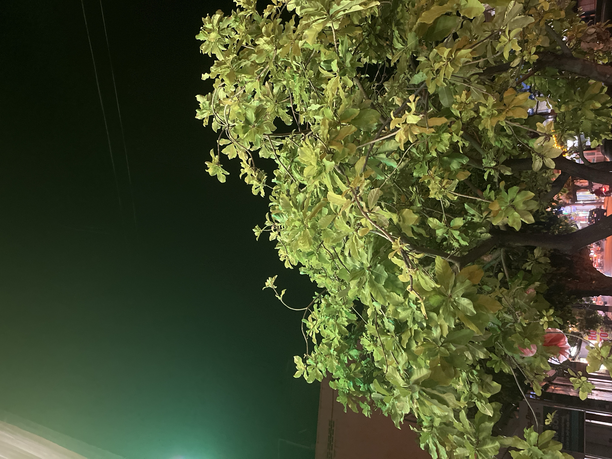 The image captures a view of a tree with lush green leaves against a dark night sky. A green light illuminates the upper left portion of the frame, casting a glow on the foliage and the background. In the lower part of the image, the branches of the tree are visible, with some leaves showing a yellowish hue, possibly indicating the time of year or a change in foliage. The scene appears to be in an urban setting, as suggested by the hints of buildings and streetlights in the lower background, peeking through the dense leaves. The overall impression is that of a tree situated on a street in Bac Nha Trang Ward, Vietnam, during the nighttime.