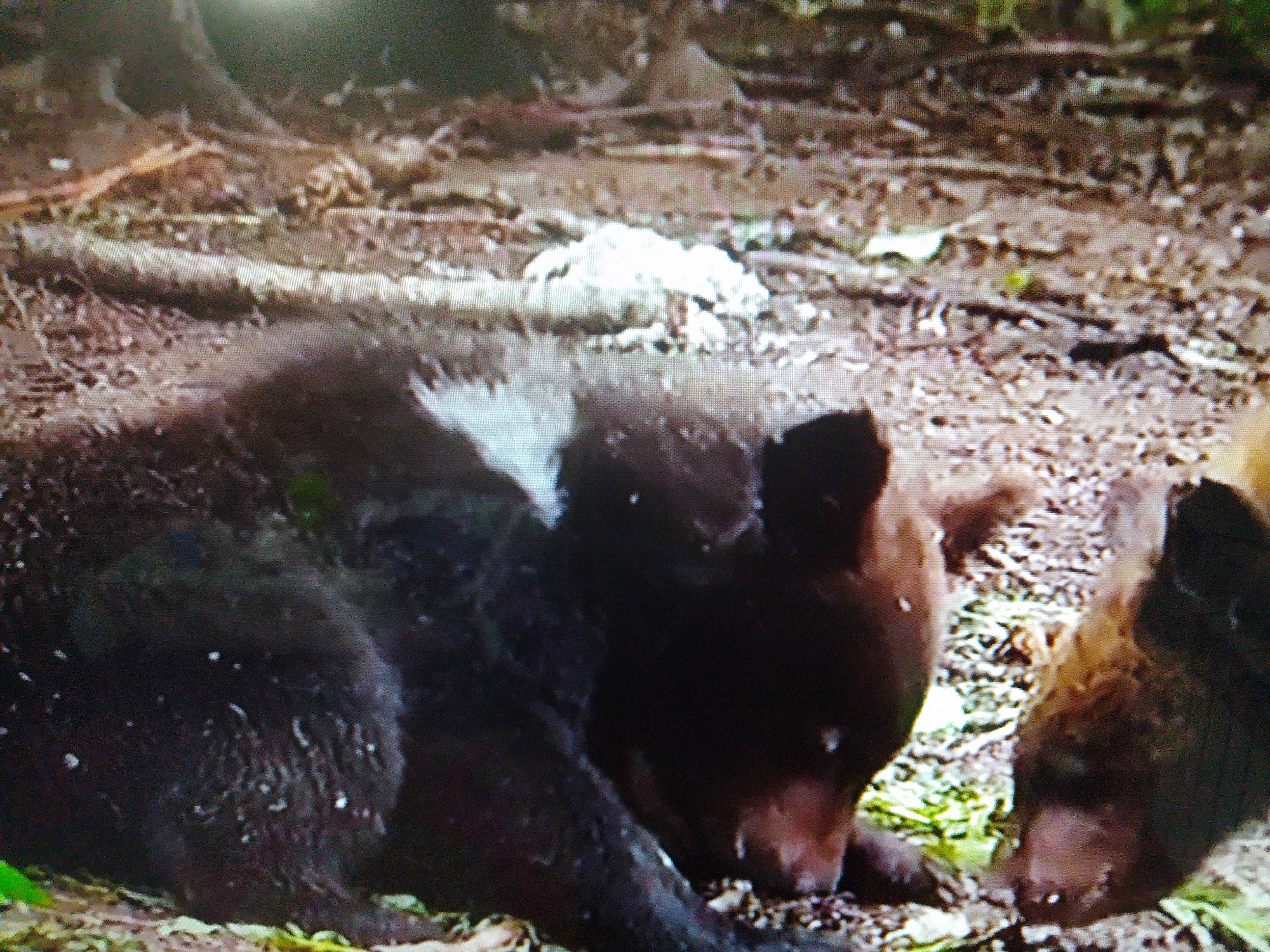 The image shows two bear cubs in a natural environment, possibly a forest floor. The cubs are dark brown with some lighter patches. One cub is facing to the right, with its head down, possibly eating or foraging. The other cub is partially visible on the left, also with its head down. The ground is covered with dirt, leaves, and some green vegetation. There are no identifiable landmarks or structures to suggest a specific location within Dushanbe, Tajikistan, or any other city. The scene appears to be a candid shot of the animals in their habitat.