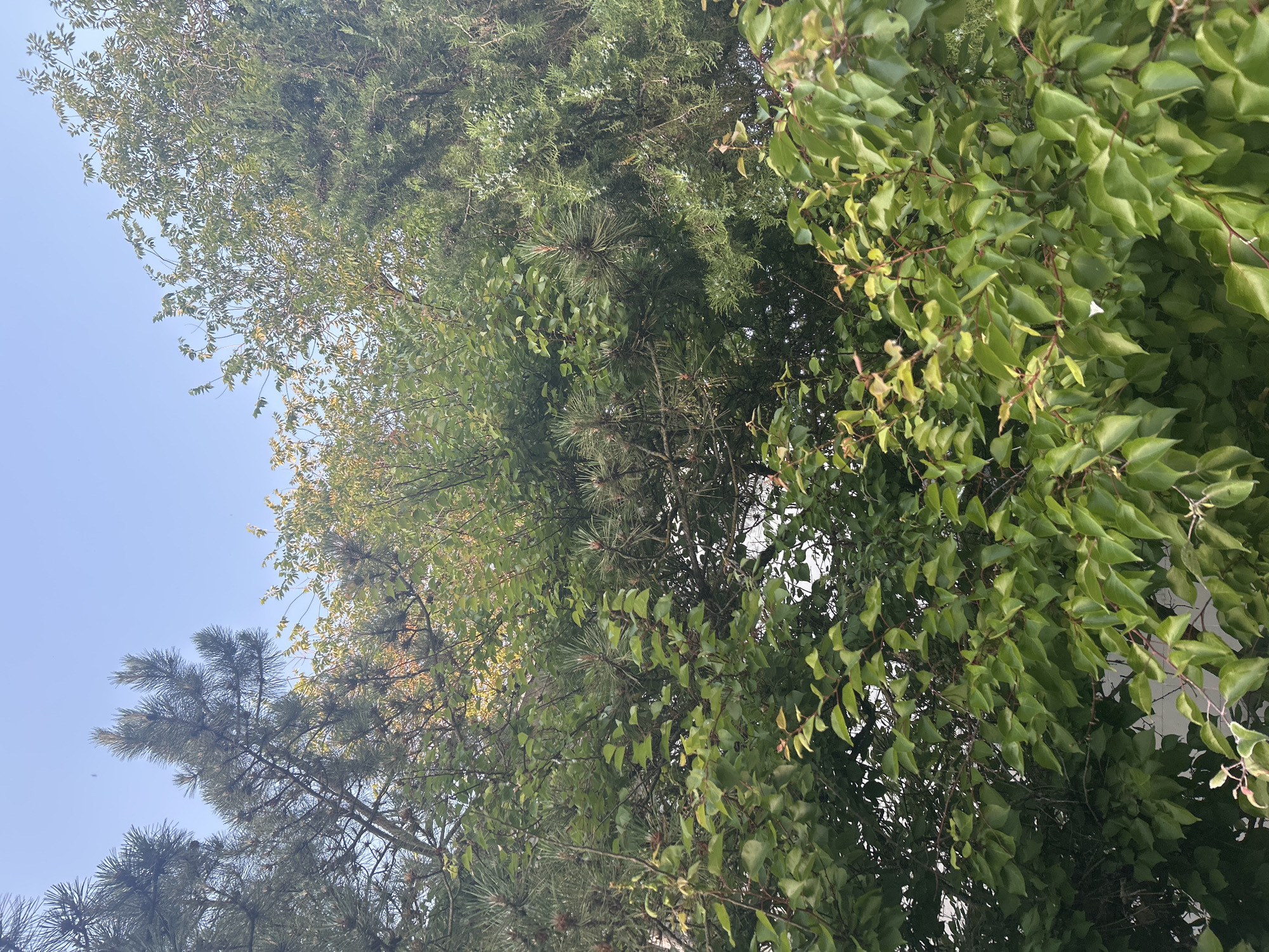The image depicts a dense canopy of green foliage against a clear, pale blue sky. The trees appear to be a mix of deciduous and coniferous varieties. In the foreground, there is a bush with broad, oval-shaped leaves that are a vibrant green, some showing hints of yellow and brown. Behind this, pine trees are visible with their characteristic needles and cones. The overall impression is one of lush natural growth, likely in a park or garden setting. The location is specified as Останинское сельское поселение, Ukraine, suggesting a rural or semi-rural environment. There are no people or visible man-made structures in the frame.