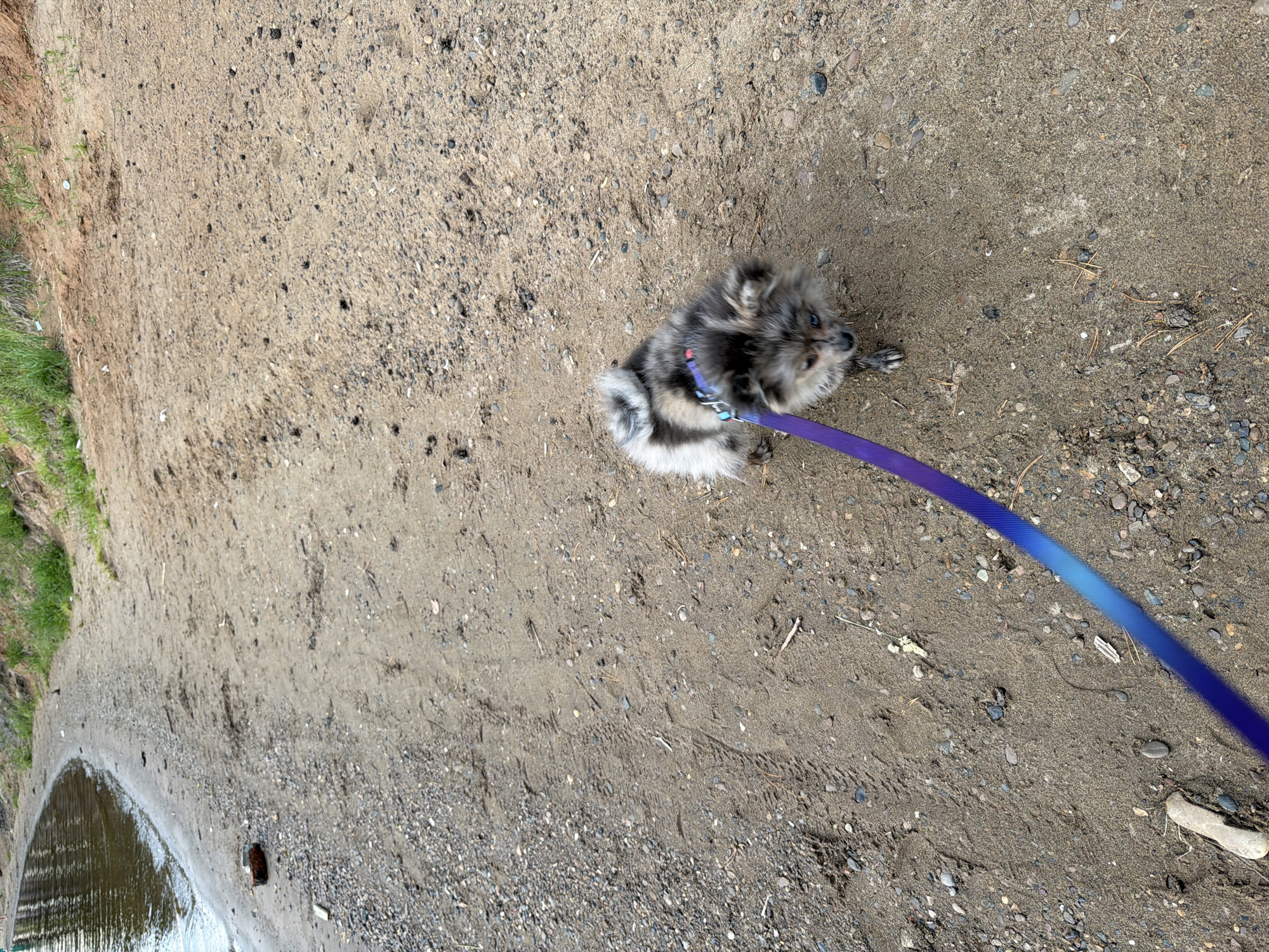 A merle Pomeranian dog is walking on a sandy beach with a purple leash. The dog is facing the camera and has blue eyes. The beach is next to a body of water, and there is vegetation on the embankment behind the beach. The scene is outdoors and appears to be in a natural setting. The location is not identifiable as Chaikovsky, Russia.