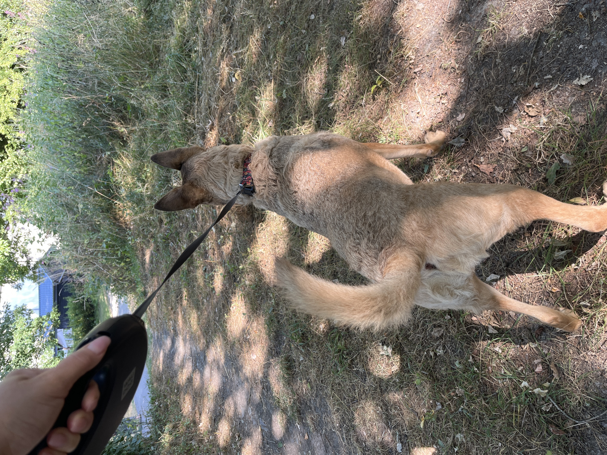 A person's hand holds a black retractable leash. The leash extends to a tan dog with a bushy tail, facing away from the camera. The dog wears a red and black patterned collar. The scene is outdoors, with a dirt path and dry grass. In the background, there are trees, bushes, and a dark blue-roofed building. The lighting suggests it is daytime, with shadows cast on the ground. The location is Saint Vith, Belgium.