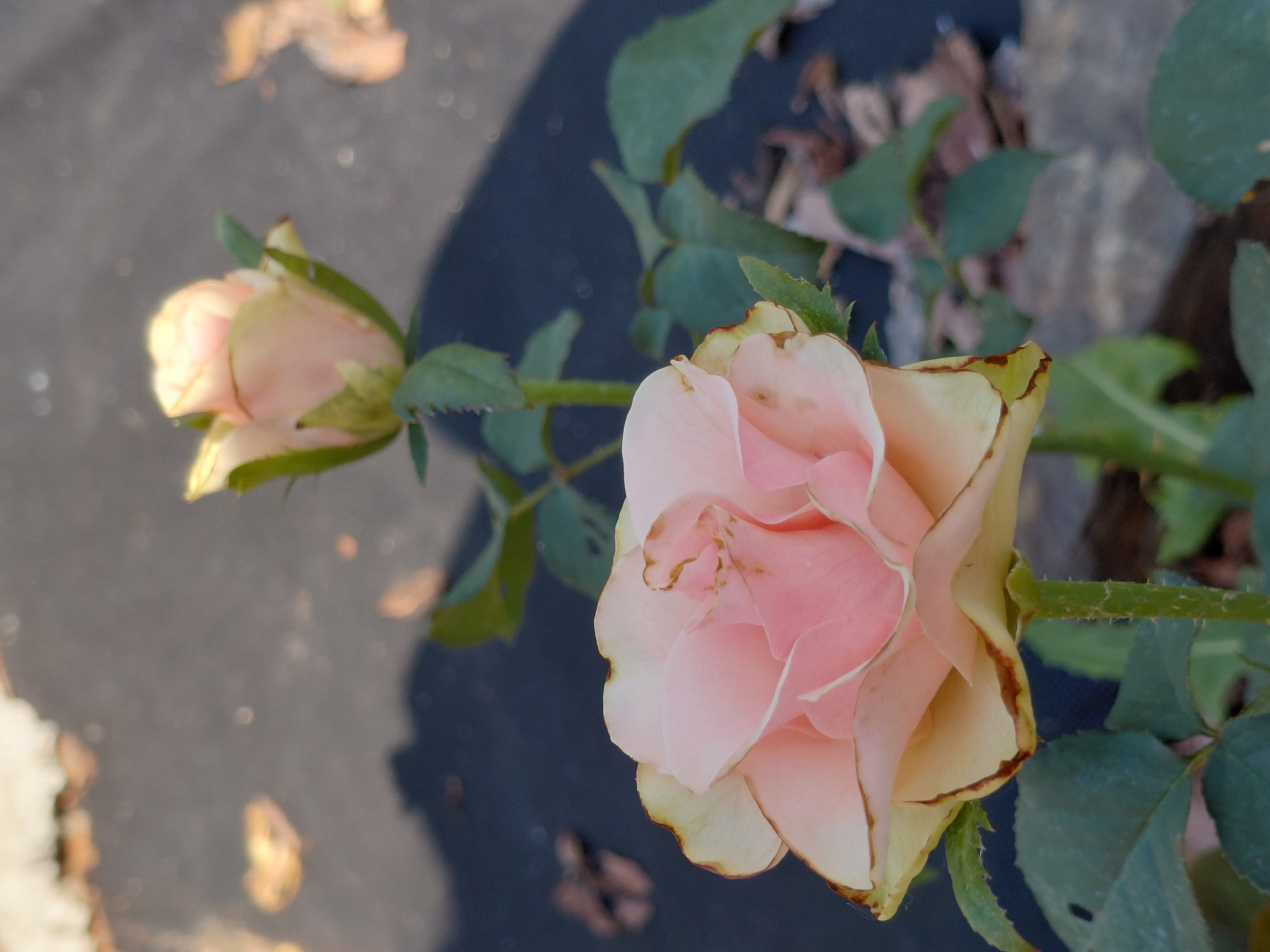 A close-up, vertical outdoor shot depicts two light pink roses with slightly browned petal edges. The rose in the foreground is fully bloomed and positioned towards the bottom left, while a second, less developed rosebud is visible in the upper right background. Both roses are on green stems covered in small thorns. Several green leaves are also present. The background is a dark, blurry surface, possibly mulch or landscaping fabric, with scattered dry leaves and what appears to be a shadow of a branch or plant. The scene suggests an urban garden setting. The image does not contain any discernible Novosibirsk landmarks or specific urban features.