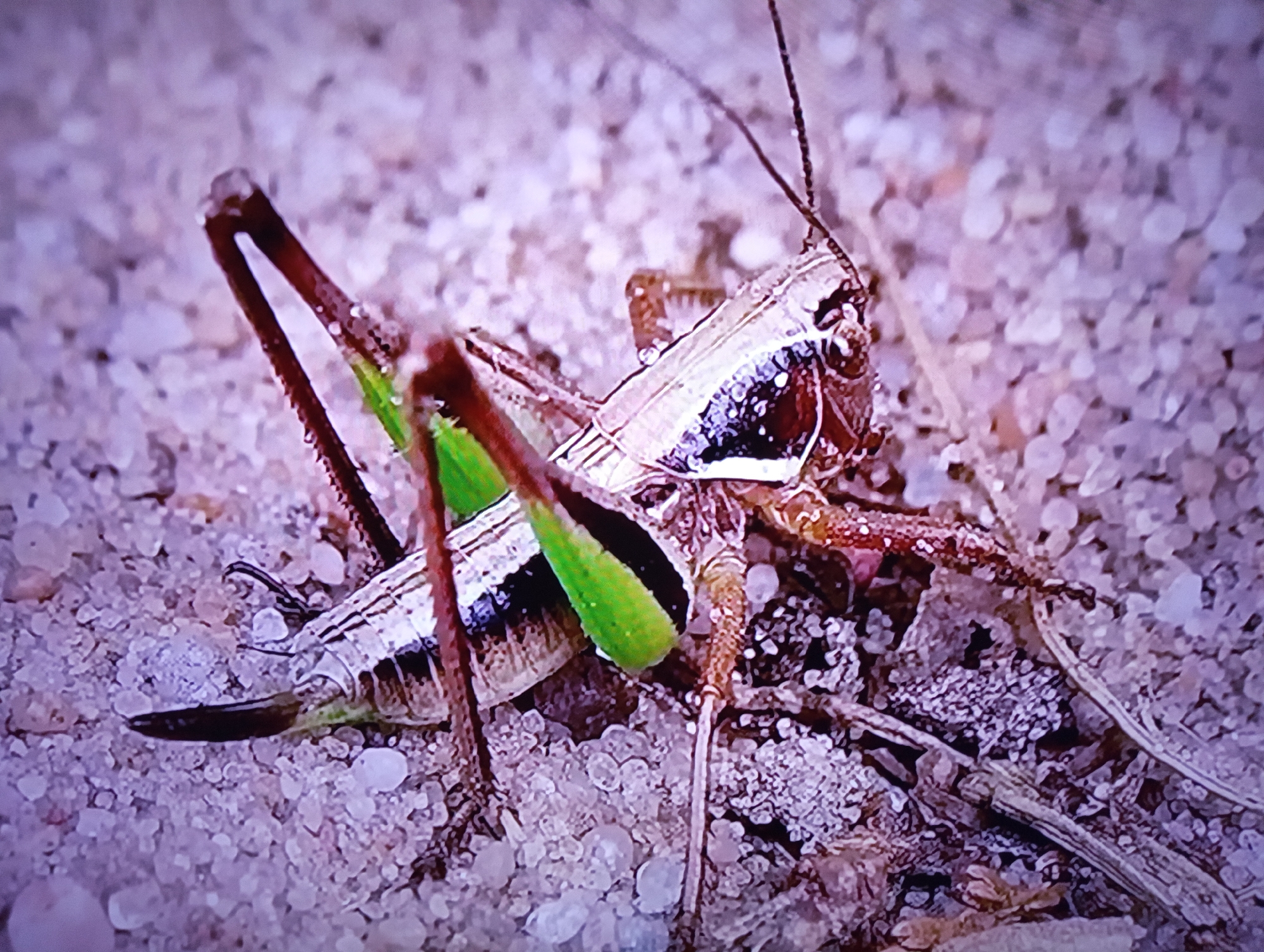 This is a close-up, high-angle photograph of a grasshopper resting on sandy ground. The grasshopper is the central subject, with its body oriented diagonally from the lower left to the upper right of the frame. Its exoskeleton displays a mix of brown, metallic silver, and black markings, with striking bright green hind legs folded beneath its body. The insect's long, segmented antennae are also visible, extending upwards.
The ground is composed of small, irregular sand grains, with a subtle purple-pink hue. Some small, light-colored pebbles or detritus are scattered amongst the sand. A few dry, straw-like plant remnants are also present on the ground, particularly to the right of the grasshopper. The lighting appears to be natural, possibly sunlight, casting faint shadows and highlighting the texture of the sand and the grasshopper's body, which also shows a few water droplets.
The image is a macro shot, emphasizing the intricate details of the grasshopper's anatomy and its immediate surroundings. There is no indication of people, specific time of day, or weather conditions beyond the presence of dew or moisture. The overall impression is one of a still, natural moment captured in detail. No text is visible in the image.
