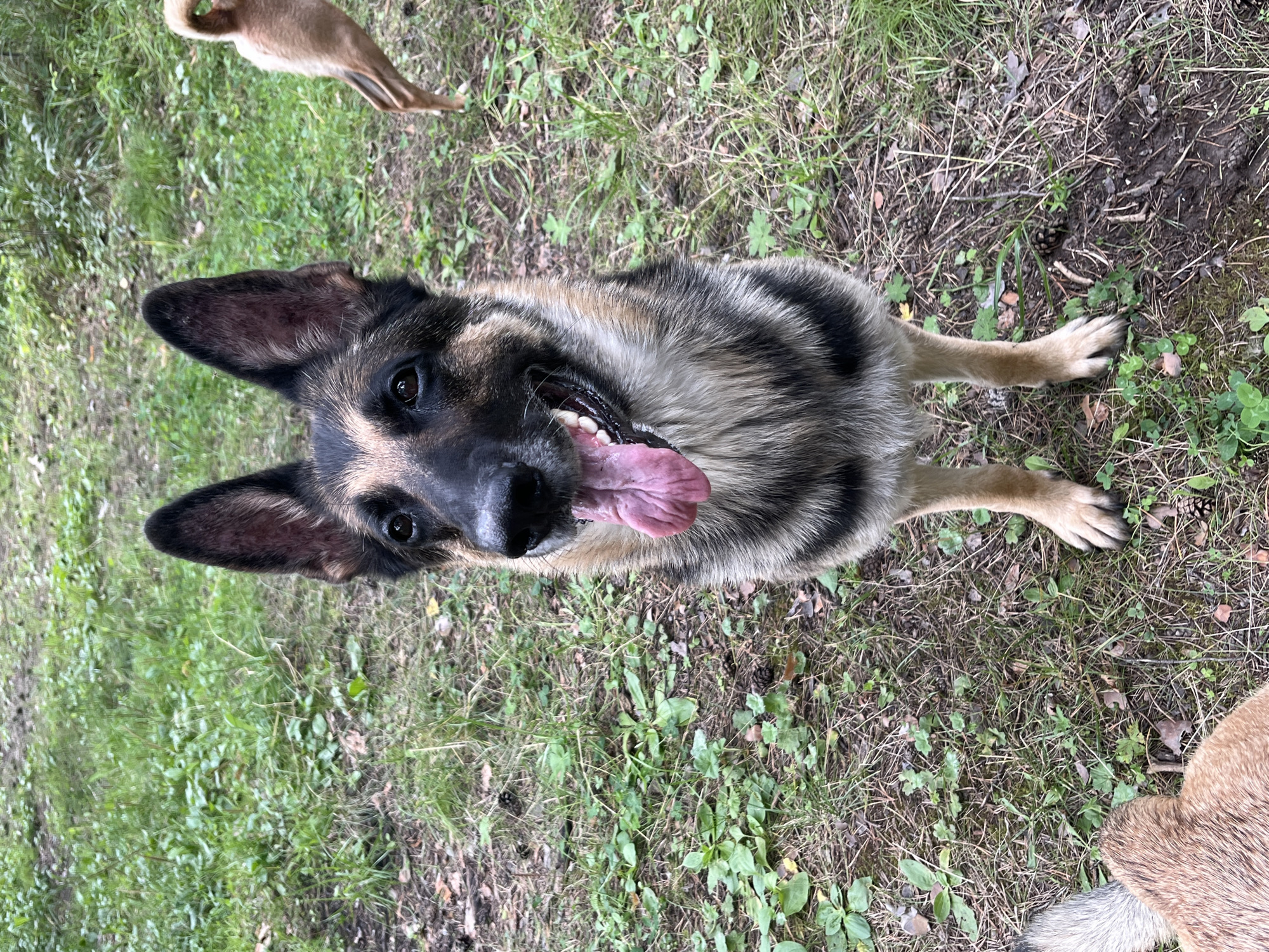 A German Shepherd dog is positioned in the center of the frame, facing forward and looking directly at the camera. The dog's mouth is open, and its pink tongue is visible. Its ears are erect, and its eyes are dark. The dog has a black and tan coat with distinct markings on its face and body. The background consists of a grassy area with scattered leaves and pinecones, suggesting an outdoor, possibly wooded, environment. In the upper right corner of the image, the hindquarters of another light brown dog are visible, with its tail curled. In the lower left corner, the back of a light brown dog's head and neck can be seen. The scene appears to be a park or natural area. The image does not contain any elements that would indicate the specific location of Nizhny Tagil, Russia.