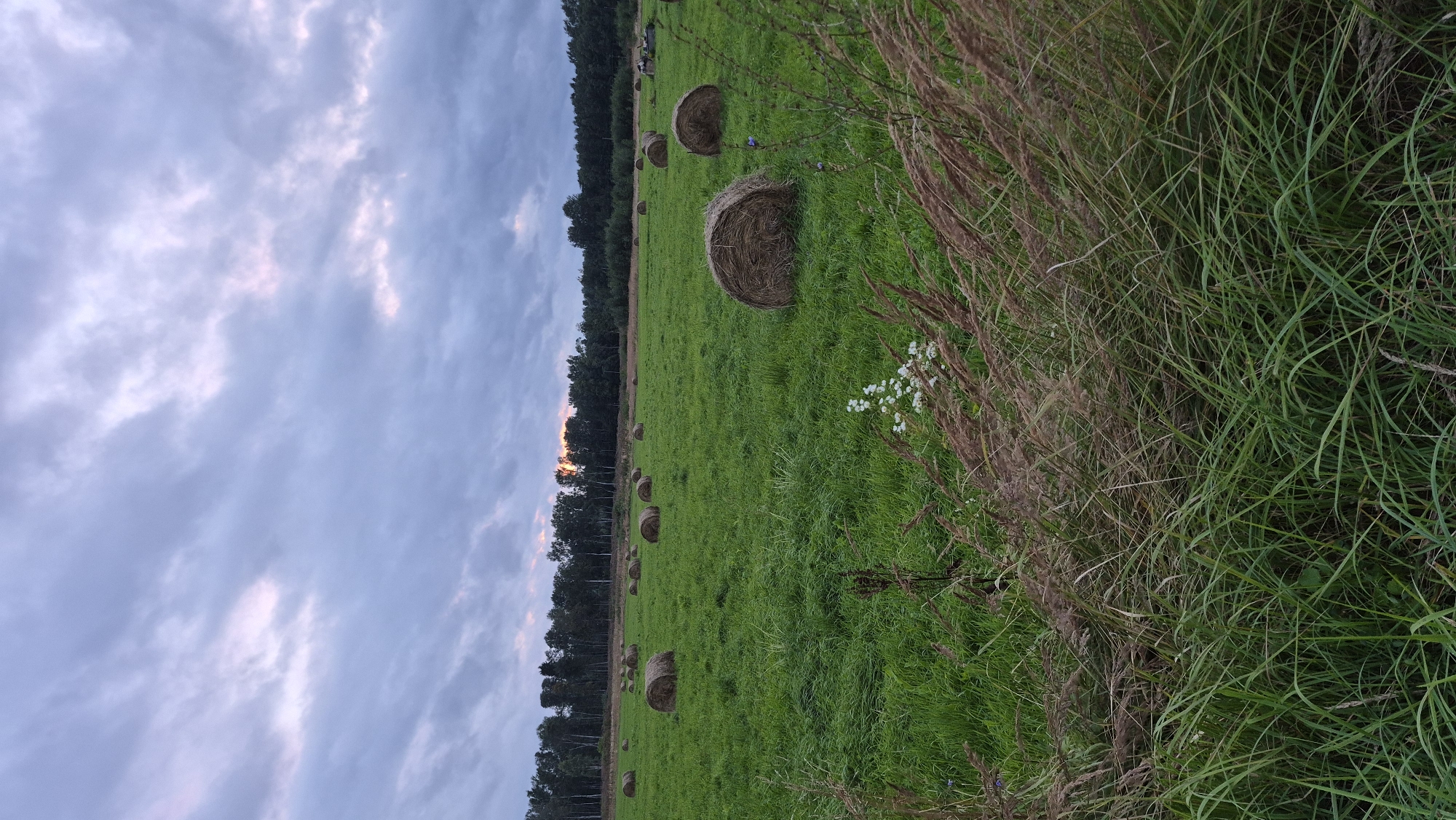 A wide shot captures a rural landscape with numerous hay bales scattered across a verdant green field. The field is bordered by a dense line of trees along the horizon, where the setting sun casts a warm glow through the overcast sky. Tall grasses and wildflowers in the foreground add texture and depth to the scene. The image is taken from an eye-level perspective.