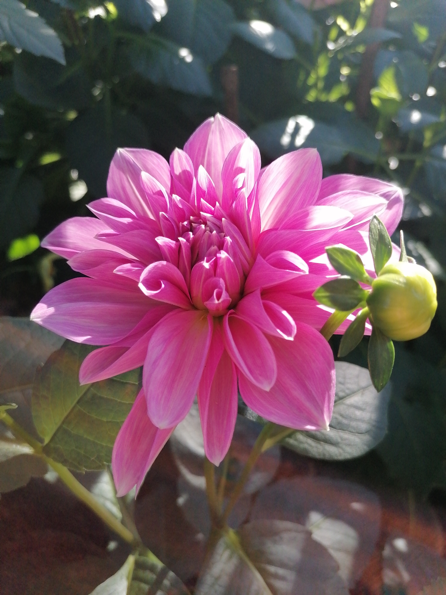 A vibrant pink dahlia flower is in full bloom, its intricate petals fanning out in a delicate spiral. To the right, a small, green dahlia bud is nestled amongst its leaves, promising future blooms. The flower is captured in a close-up shot, with the background blurred to emphasize its beauty. The sunlight casts a warm glow on the petals, highlighting their soft texture and the subtle variations in their color. The leaves of the dahlia plant are a deep green, providing a lush contrast to the bright pink of the flower. The image conveys a sense of natural beauty and tranquility. The location of Da Lat, Vietnam is not visible in the image.