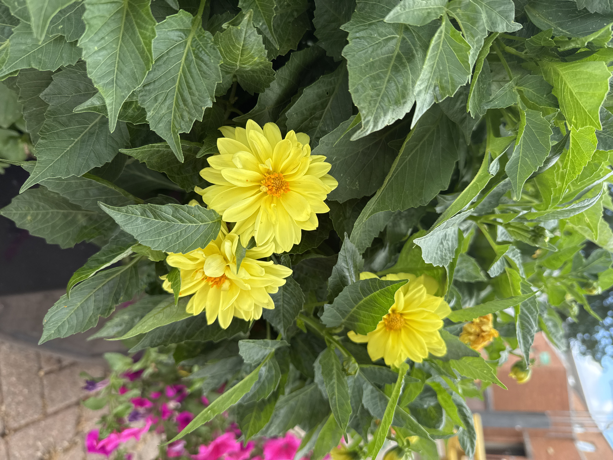 A close-up, eye-level, vertical shot captures a cluster of vibrant yellow dahlia flowers amidst lush green foliage. The dahlias, with their numerous petals and bright orange centers, are the focal point. In the background, hints of pink flowers, a brick building, and a cloudy sky suggest an outdoor urban setting. The image is devoid of people or animals, focusing solely on the natural beauty of the flowers and their surroundings. The overall impression is one of a well-maintained garden or decorative planting, possibly located in a public space within the town of Clonmel, Ireland.
