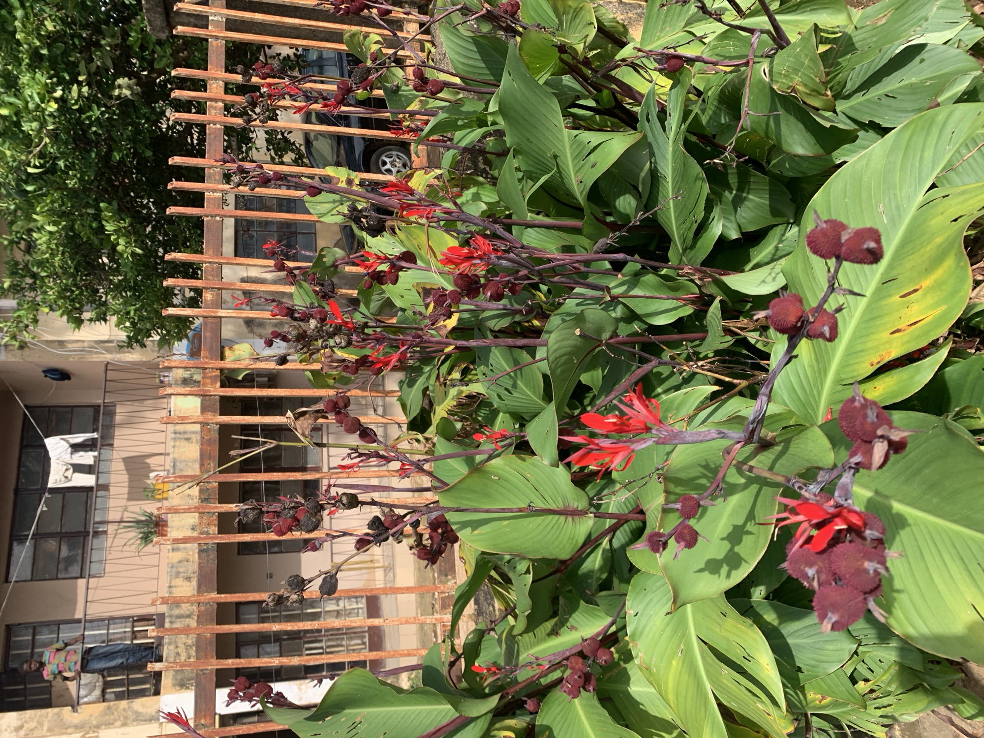 A medium shot captures an outdoor scene featuring lush green foliage with deep red flower buds and blossoms in the foreground, positioned behind a weathered, reddish-brown metal fence. The fence's vertical bars are evenly spaced, with some showing signs of rust. Behind the fence, a two-story building with light brown walls and dark-framed windows is visible. A young male, appearing to be in his early teens, stands on the building's second-floor balcony, looking out towards the viewer. He is wearing a colorful, short-sleeved collared shirt and blue jeans. Laundry, including white garments, hangs on a line on the balcony. In the background, behind the building and to the right, a mature tree with abundant green leaves shades part of the scene. The ground appears to be paved, and a dark-colored car is partially visible to the right of the building. The lighting suggests a sunny day, casting shadows on the foliage and the building. The image is taken at eye-level, providing a clear view of the subjects and their surroundings. This scene is located in the city of Rafin Par, Nigeria.