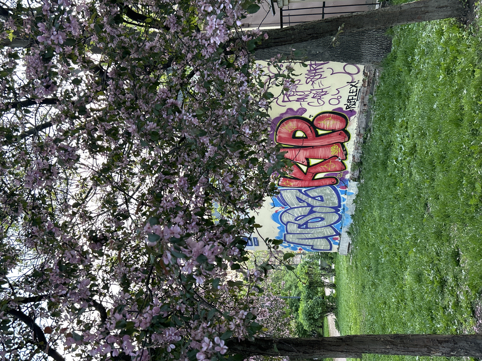 The photograph depicts a partially obscured building in a park setting, possibly in Saint Petersburg, Russia, based on the building's architecture and prevalent vegetation. The foreground features a tree with blooming pink flowers, partially obscuring the view of the wall behind it. The wall is covered in graffiti of various styles and colors, including stylized lettering in red, blue, and purple. Next to the wall, there is a grassy area. The trees indicate a park or garden setting. The image suggests an urban environment where nature integrates with the city's structures.