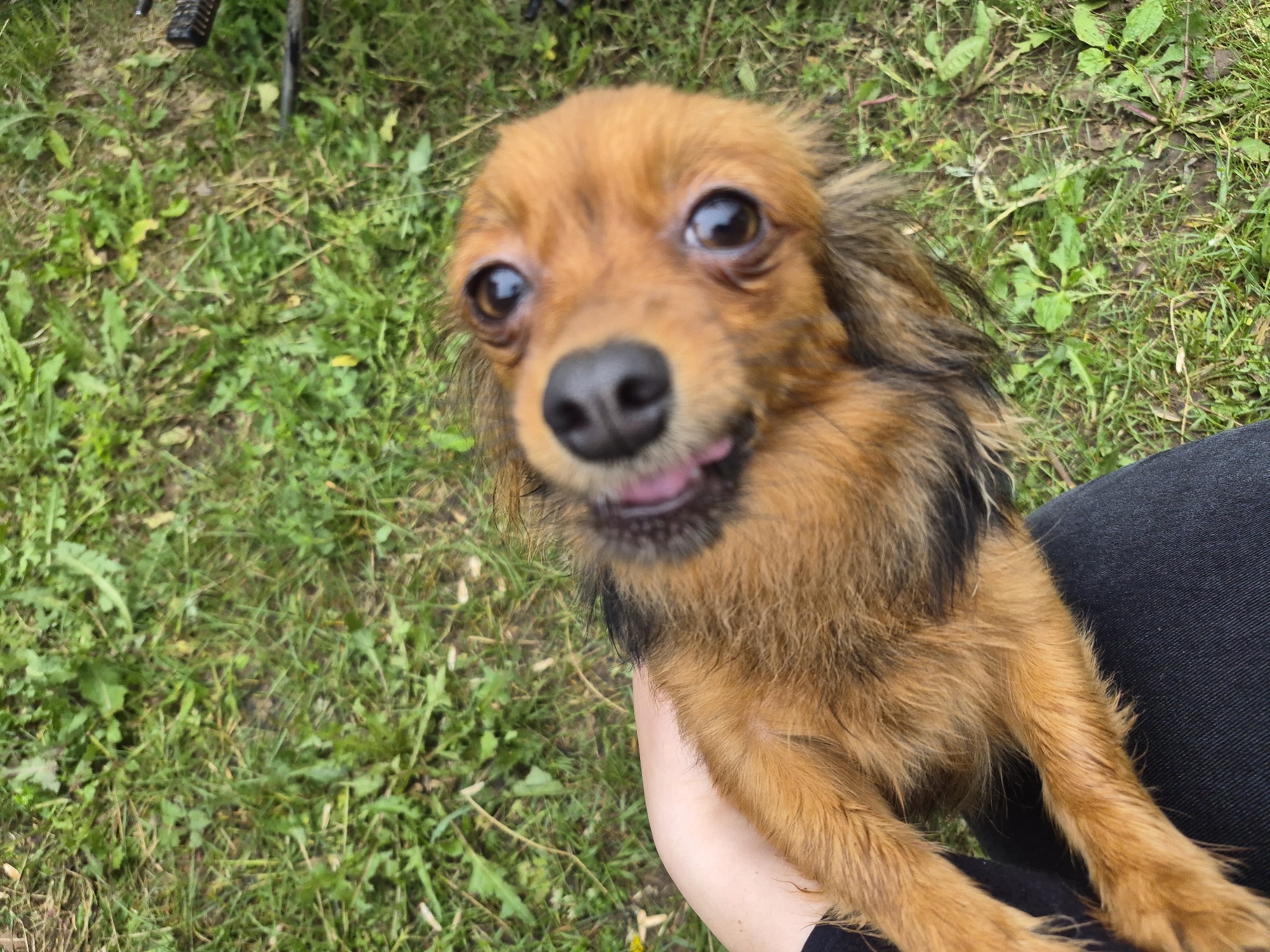 This image depicts a small, long-haired dog with reddish-brown and dark brown fur. The dog exhibits large, dark eyes, a black nose, and a partially visible pink tongue. A human hand with light skin tone supports the dog, which is positioned on a lap covered by dark denim fabric. The outdoor background consists of green grass interspersed with weeds and exposed soil. A dark, textured object, consistent with a bicycle component, is visible in the upper right. The scene is situated in the city of Kharnavy, Russia.