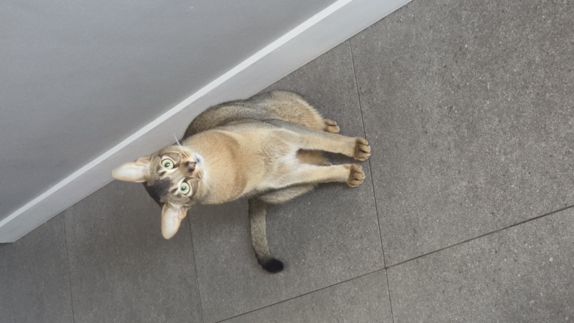A light brown Abyssinian cat with green eyes is lying on a gray tile floor, looking upwards. The cat is positioned near a white wall. The location is not specified in the image and cannot be determined as Saint Petersburg, Russia.