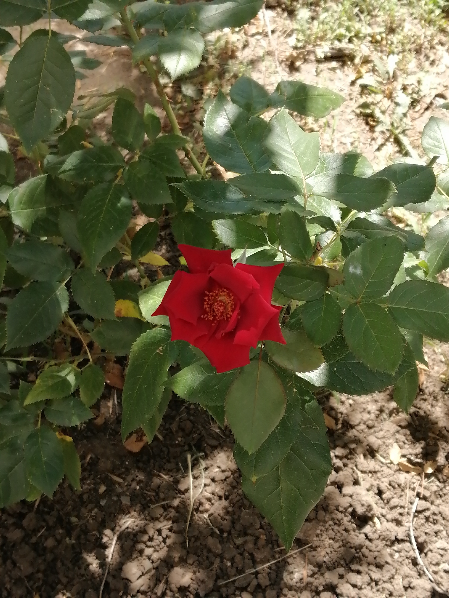 A close-up, overhead shot captures a single, vibrant red rose in full bloom, positioned slightly off-center to the left within a lush green rose bush. The rose's petals are tightly furled at the center, with a prominent cluster of stamens visible, while the outer petals begin to unfurl. The surrounding leaves of the rose bush are a deep green, with some showing slight yellowing or signs of dryness. The bush is rooted in dark, dry soil, interspersed with small pebbles and dry grass. Sunlight casts dappled shadows across the scene, highlighting the textures of the leaves and the soil. The background is blurred, revealing a mix of dry grass and soil, suggesting an outdoor setting, possibly a garden or park in Rostov-on-Don, Russia. No people or animals are present in the frame. The image appears to be a still photograph taken during daylight.