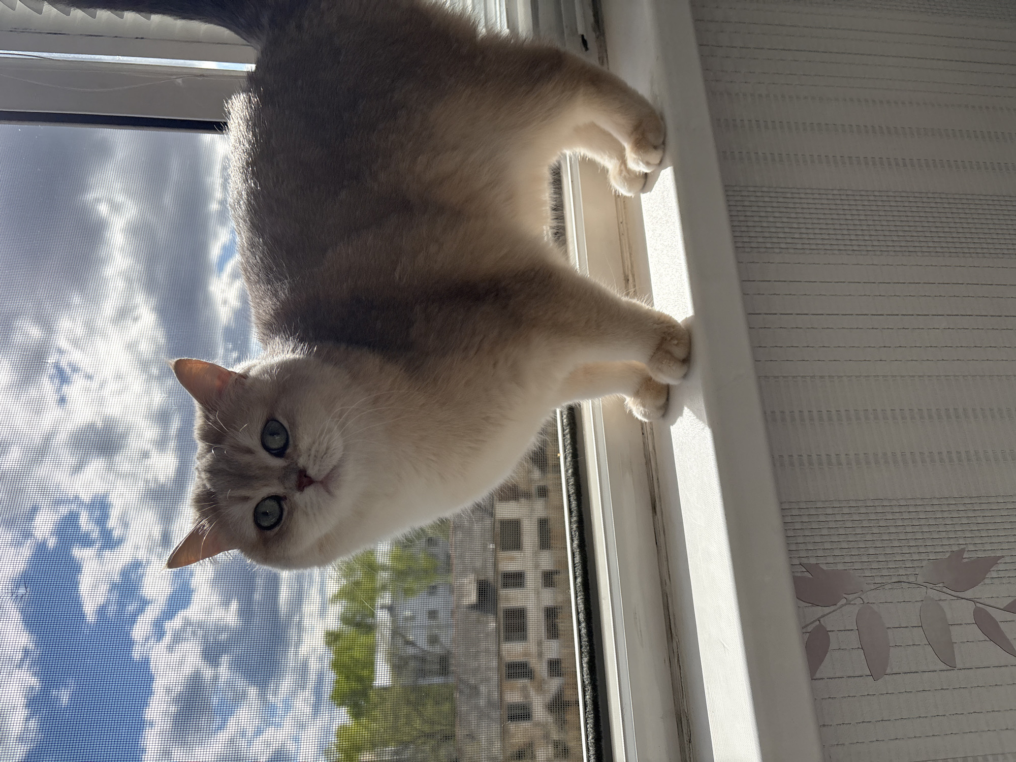 A medium shot depicts a light-colored cat positioned on a window sill, its body arched as it looks into the camera. The window has a screen that provides a view of buildings in the background. The angle of the image suggests it was taken from below the cat. The location is Chaikovsky, Russia based on available geotagging information. The cat's paws are on the sill, and it appears to be perched or leaning over the edge. A roller blind is visible behind the cat.