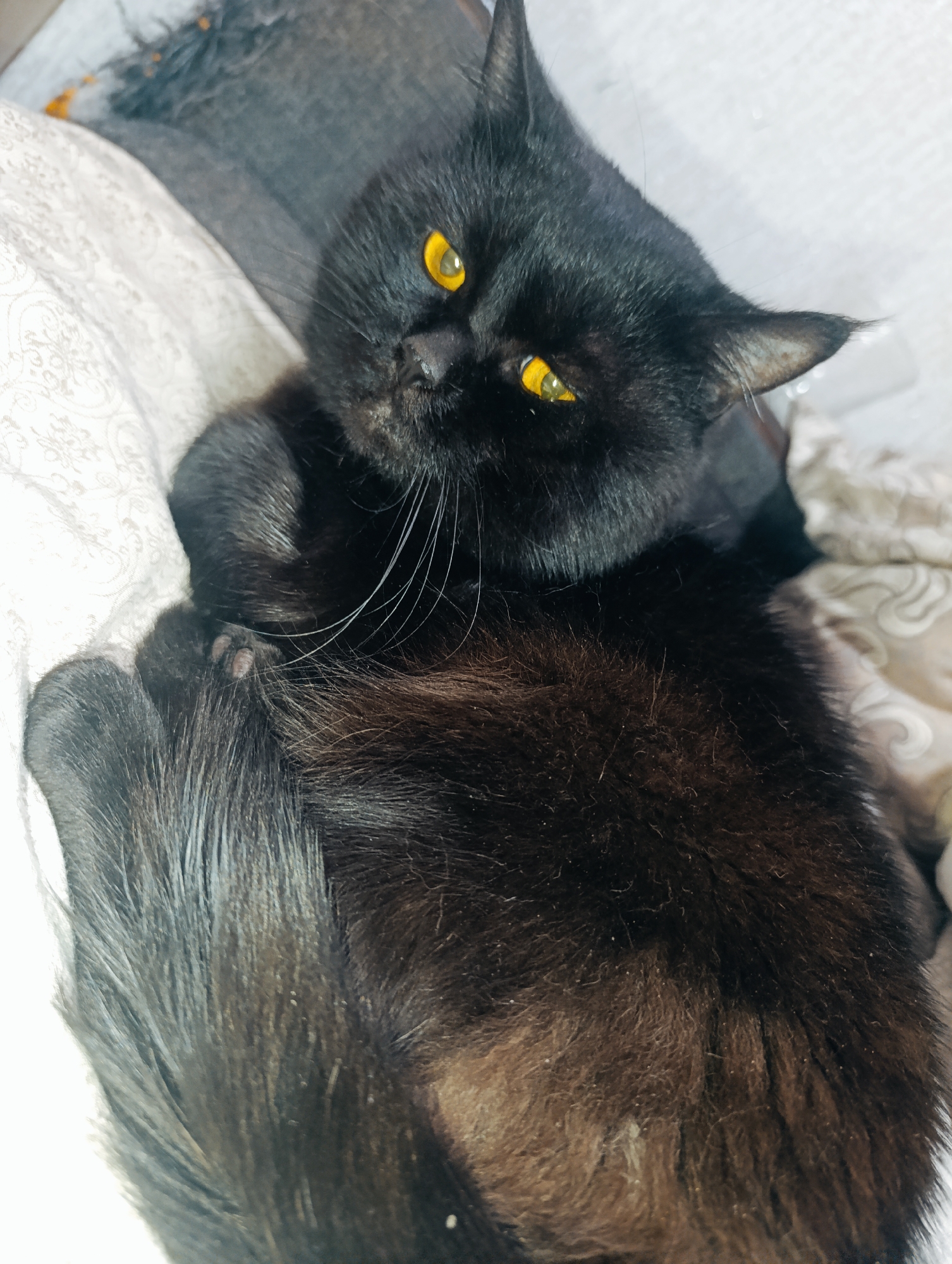 A black cat with bright yellow eyes is lying on a bed. The cat is on its side, with its front paws tucked in. Its tail is curled around its body. The background is a bed with white and patterned sheets. The image appears to have been taken indoors. There is no information to suggest this image is located in Zlatopil, Ukraine.