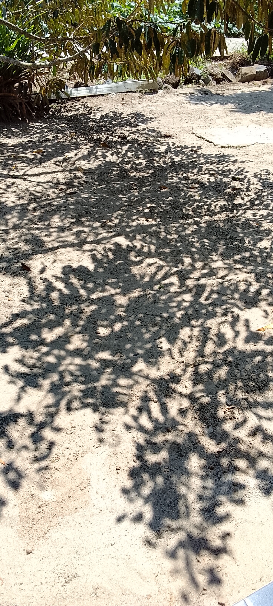 A low-angle shot captures a sandy, open area in Padang Dalom, Indonesia, dappled with the intricate shadows of tree leaves overhead. The ground is a mix of light-colored sand and small pebbles, with a faint impression of a concrete path or structure visible in the upper right quadrant. In the background, dense green foliage suggests the presence of trees and possibly vegetation. A silver trough-like object, possibly a feeder or waterer for animals, is partially visible in the upper left corner, situated beneath the leafy canopy. No people are present in the scene, and no specific actions or interactions are depicted. The overall impression is one of a peaceful, natural outdoor setting, likely a garden or yard, bathed in the filtered sunlight of a warm day.