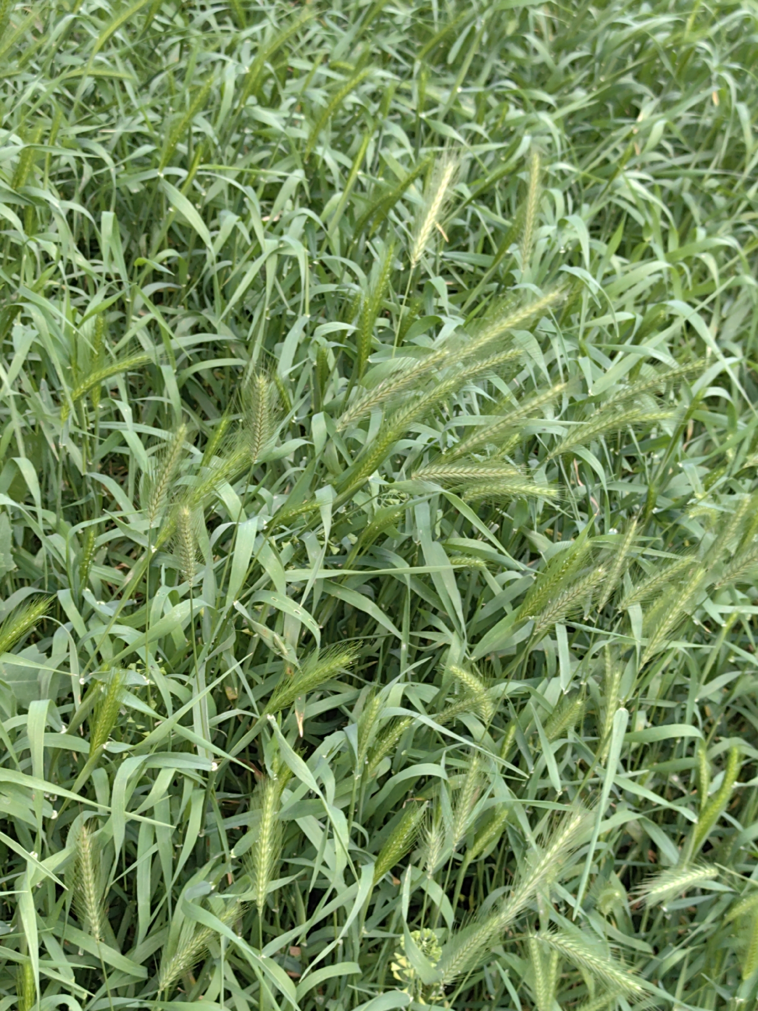 The image shows a dense field of green foxtail barley grass. The location is unknown, but assuming it is Sofia, Bulgaria, it could be a vacant lot, a park, or an uncultivated field within the city limits. The grass is predominantly green, with some seed heads starting to mature and turn slightly golden. There are no people or animals visible in the frame. The environment is likely a sunny or partially sunny day, based on the lighting. The composition focuses on the texture and density of the grass.