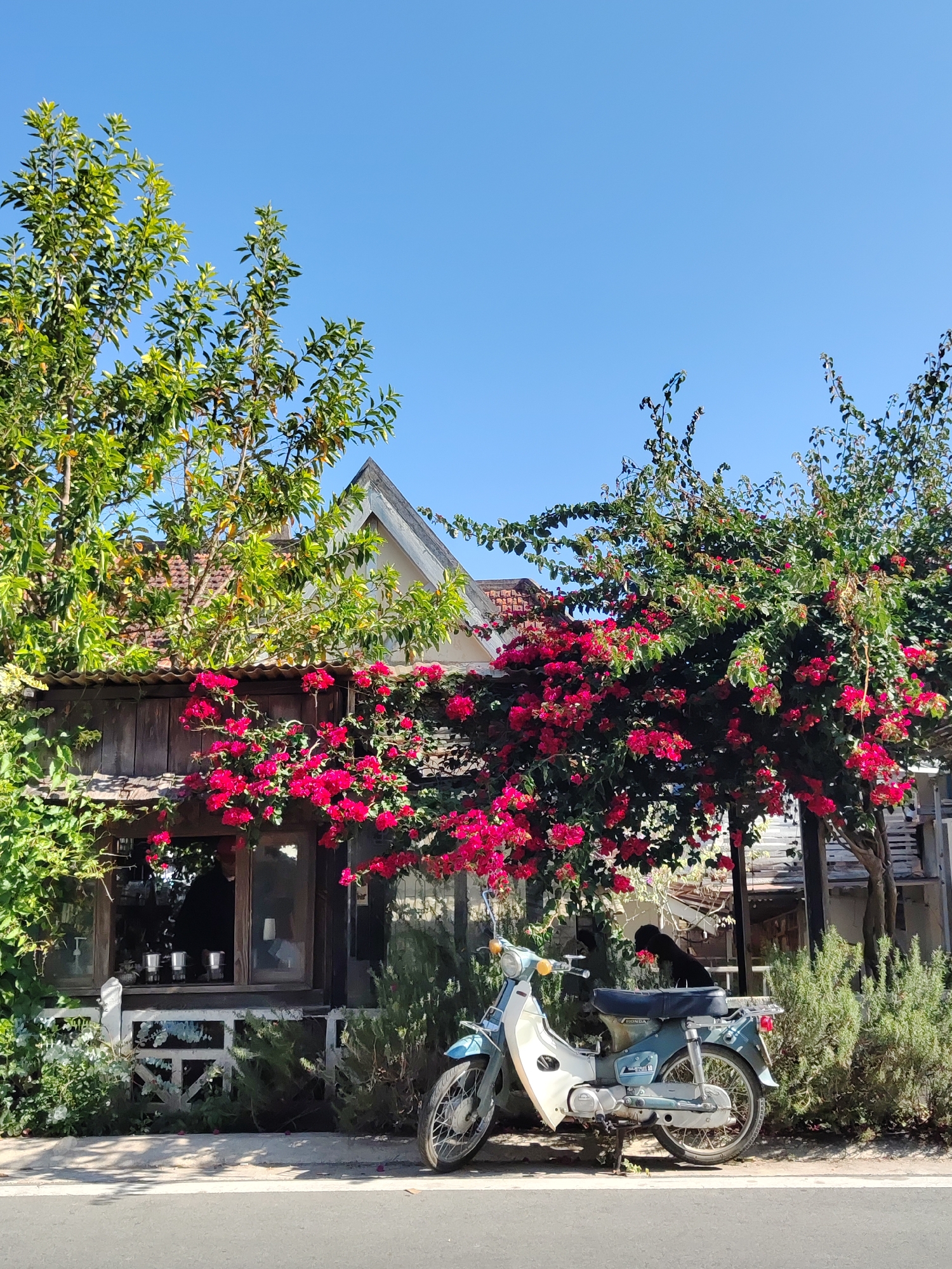 The image depicts a blue and white Honda scooter parked on a roadside in Da Lat, Vietnam. The scooter is positioned in front of a weathered wooden building, partially obscured by lush bougainvillea bushes with vibrant red flowers. A black dog is perched on the seat of the scooter. The building appears to be a café or small shop, with several metal cups visible through the window. The sky is clear blue. A tree with green leaves is on the left side of the image. The environment is urban with vegetation.