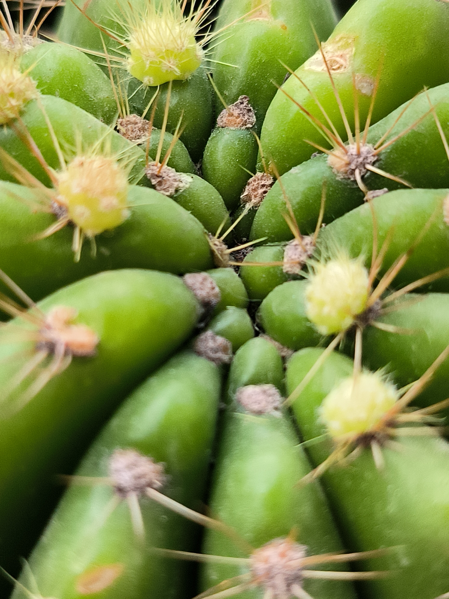 The image is a macro photograph of a cactus. The cactus is green and has many small, spiky protrusions. There are also yellow, fuzzy structures on the surface of the cactus, which appear to be developing flowers or new growth. The photograph is tightly cropped, showing only a portion of the cactus plant. The background is blurred, further emphasizing the details of the cactus. There are no humans or any other identifiable objects or environments visible in the image. The image does not provide any information that would allow for the determination of its location in Lhokseumawe, Indonesia, or any other specific location.